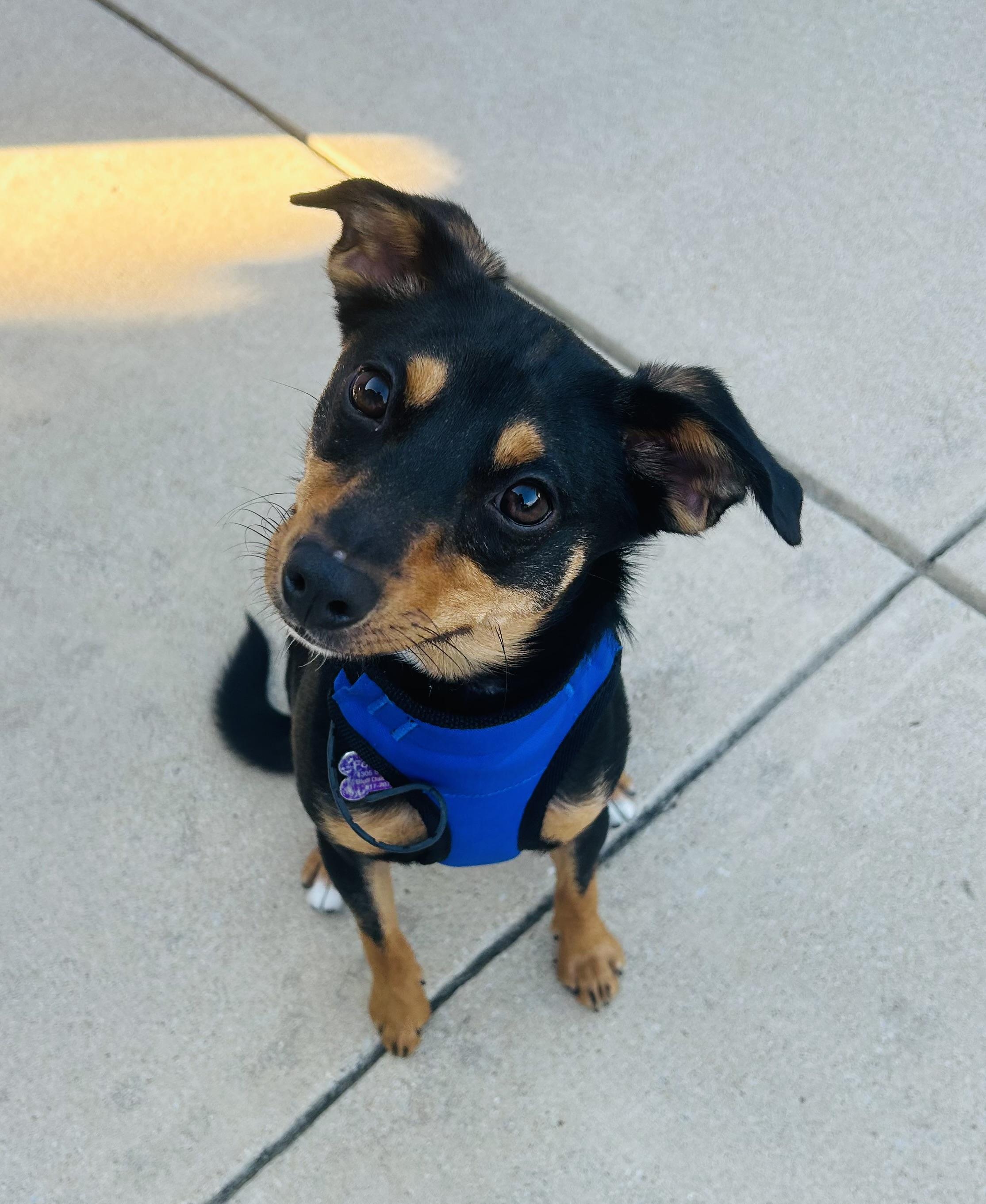 Enlarge Auggie, a Adoptable mixed breed in Benbrook, TX image 2/5