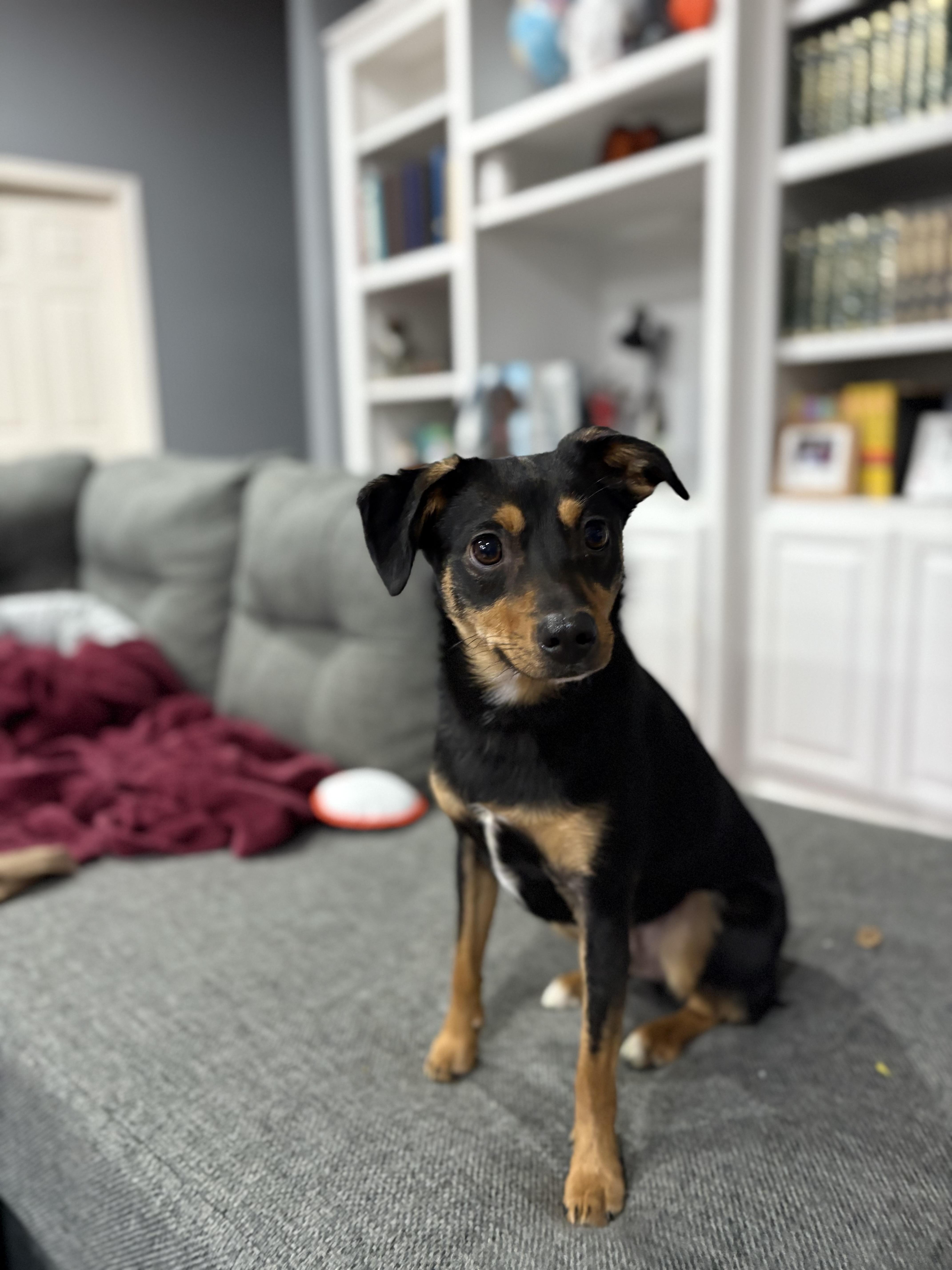 Enlarge Auggie, a Adoptable mixed breed in Benbrook, TX image 1/6