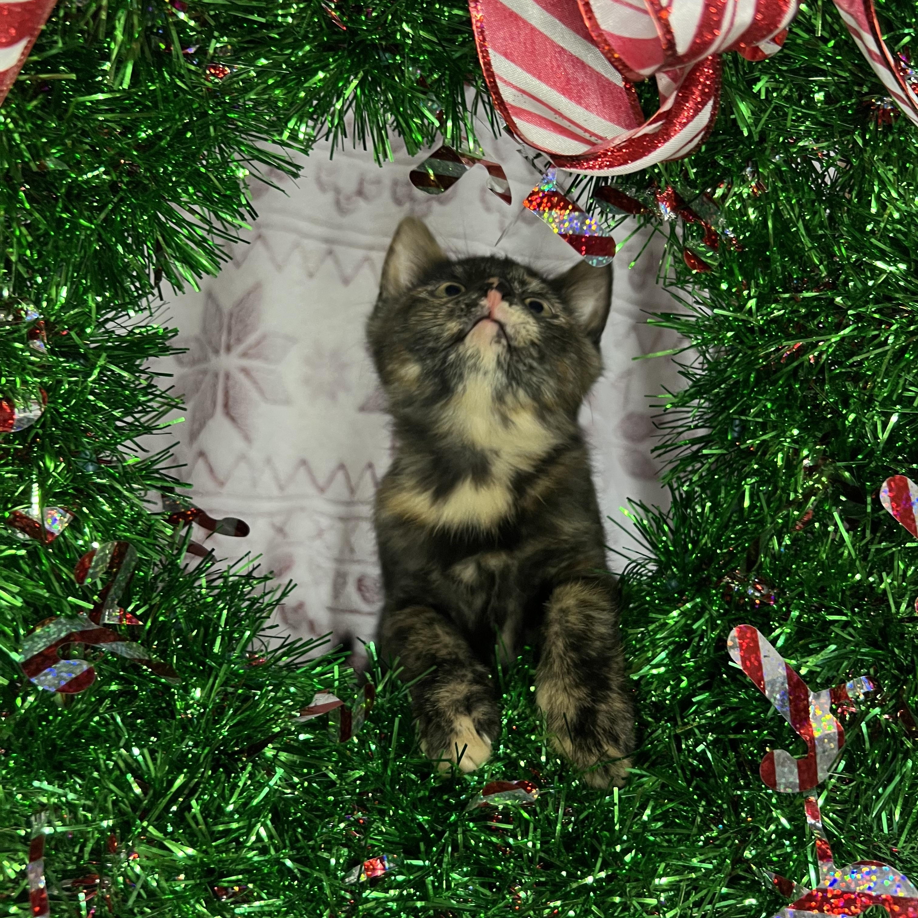 Princess Donut, an adopted Tortoiseshell in Winchester, KY image 4/5