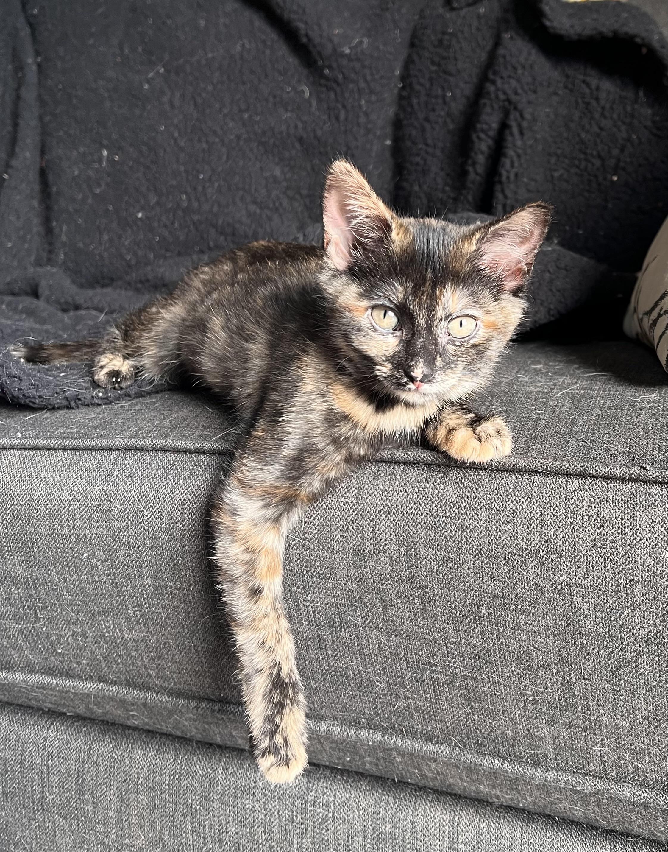 Princess Donut, an adopted Tortoiseshell in Winchester, KY image 5/5