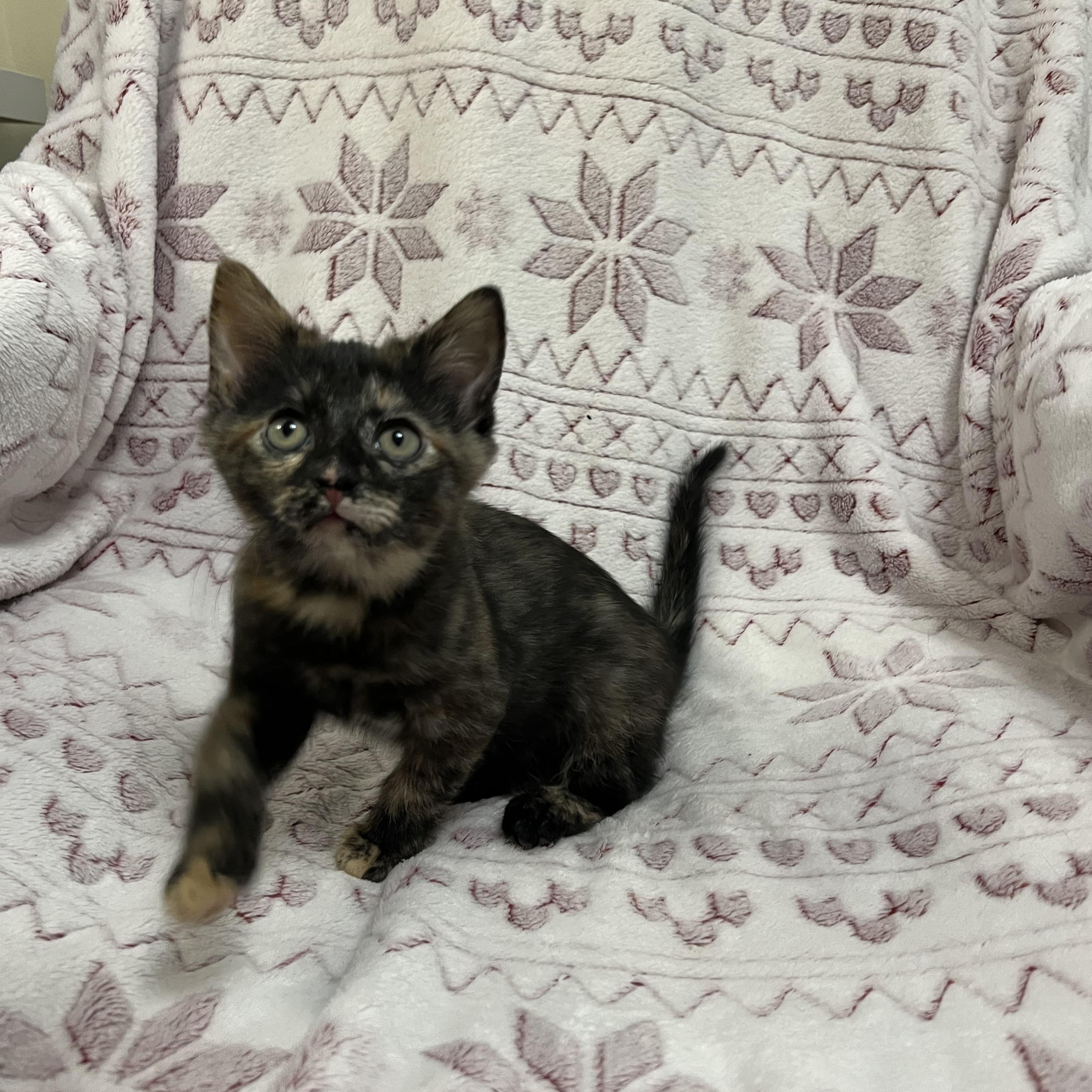 Princess Donut, an adopted Tortoiseshell in Winchester, KY image 3/5