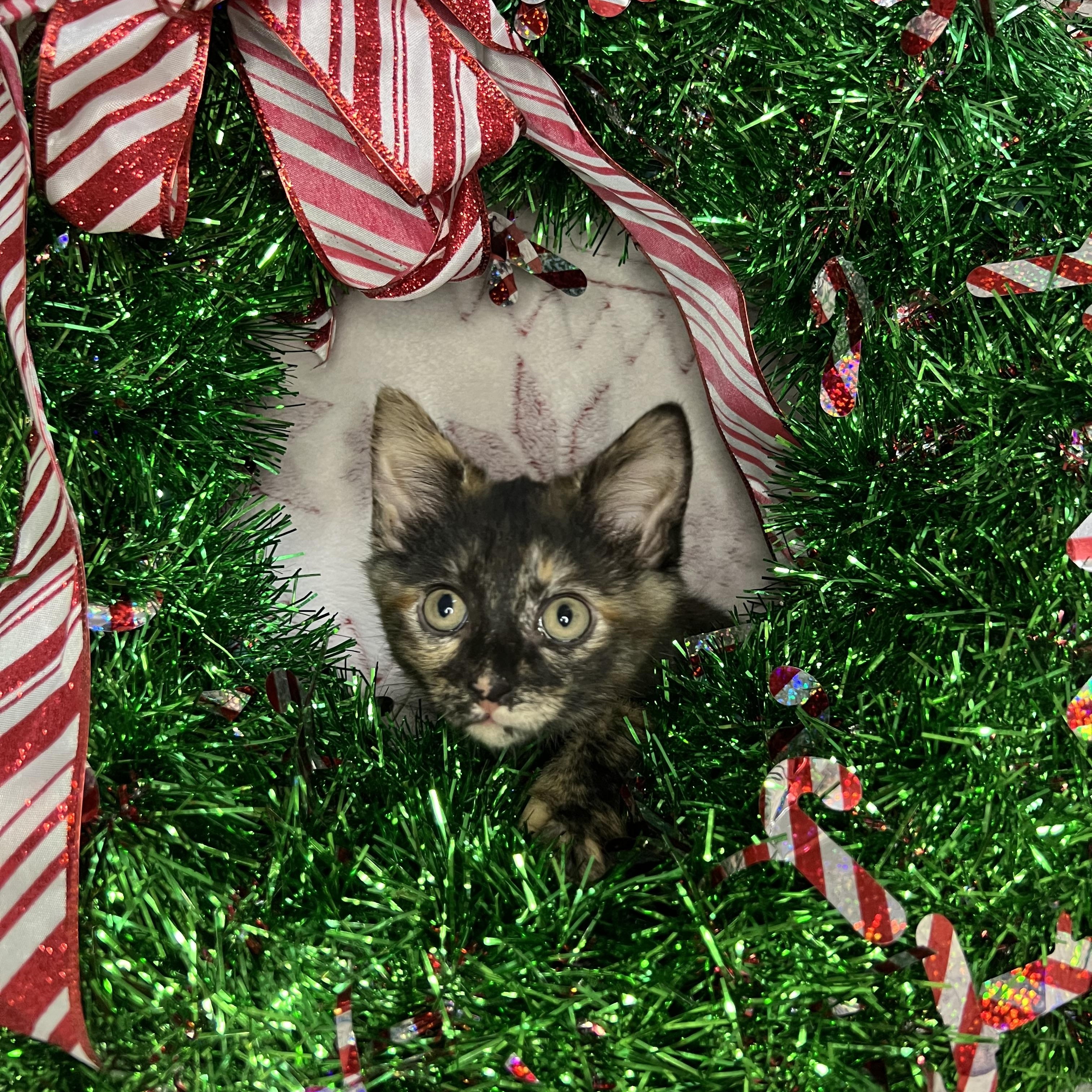 Princess Donut, ADOPTABLE, Kitten Female Tortoiseshell.