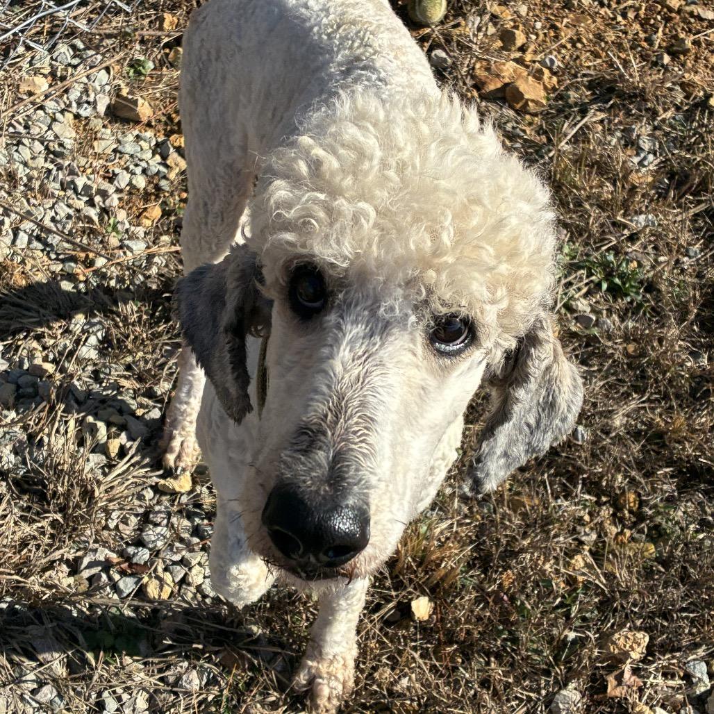 Enlarge Waffles 2, a Adoptable Standard Poodle in Hohenwald, TN image 1/2