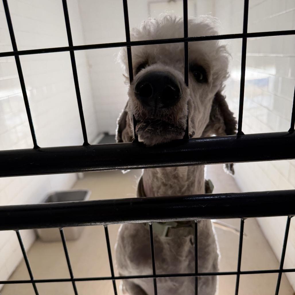 Enlarge Waffles 2, a Adoptable Standard Poodle in Hohenwald, TN image 2/2