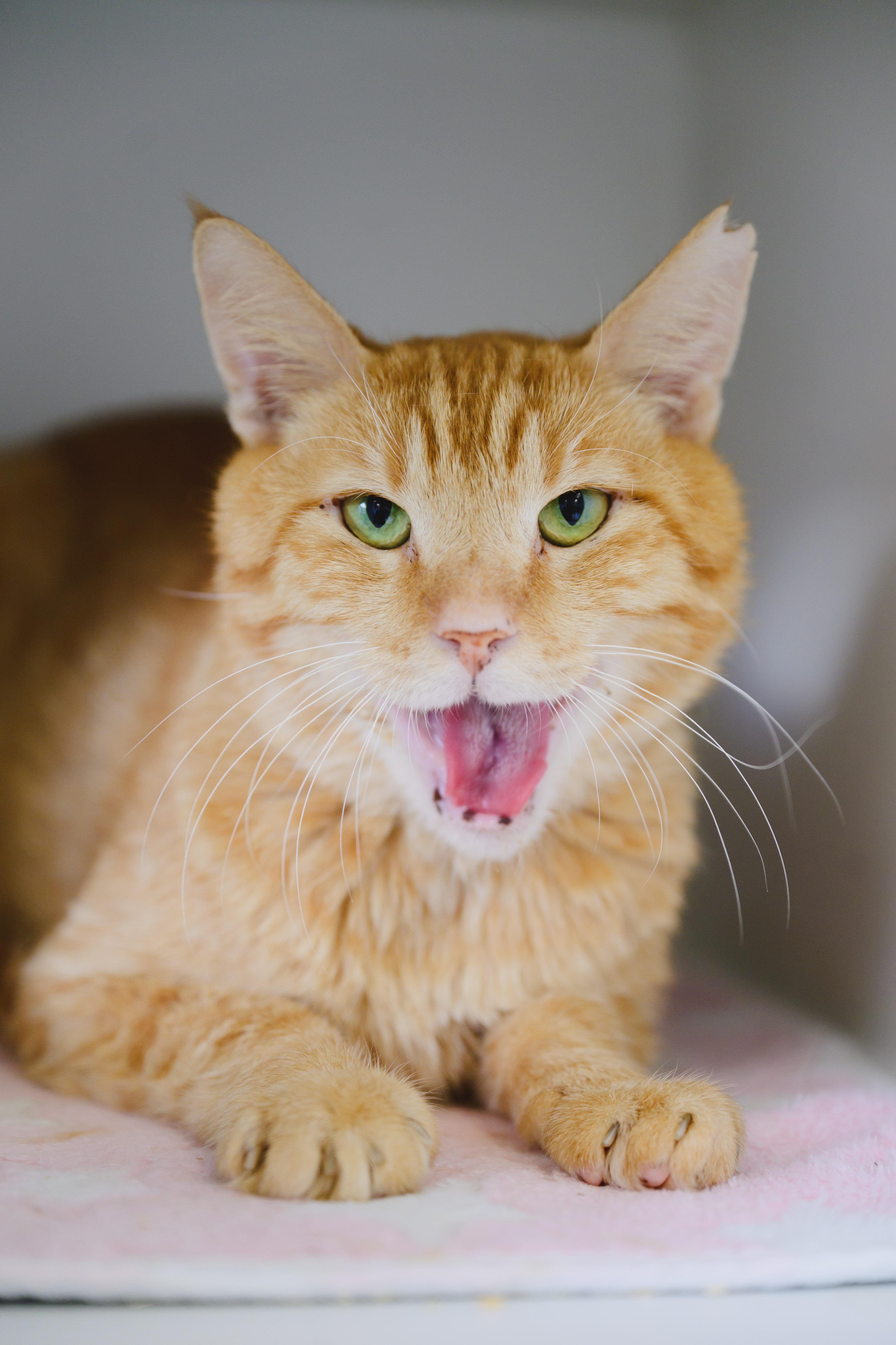 Enlarge Cannoli, a Adoptable Domestic Short Hair in Honolulu, HI image 1/6