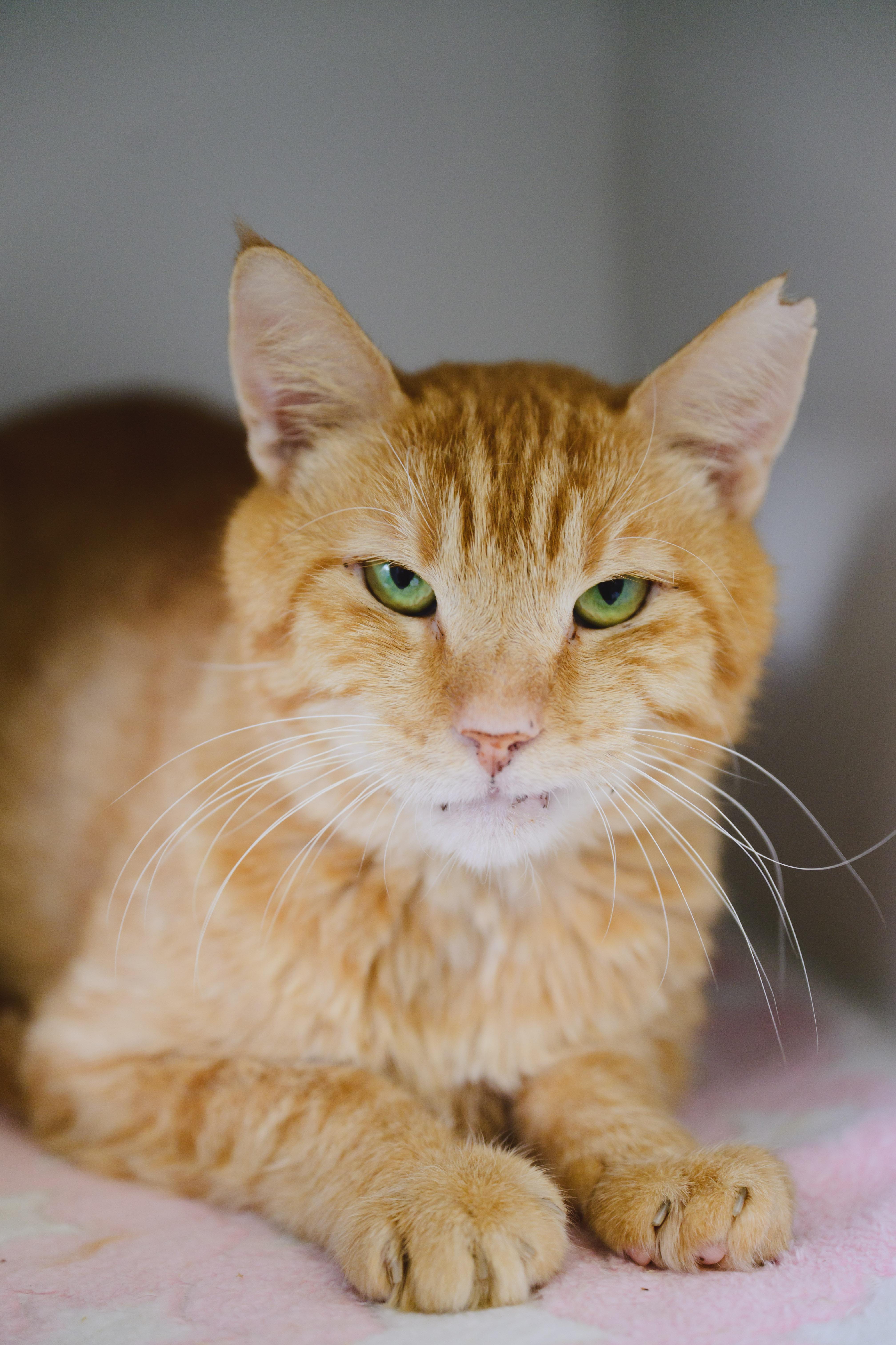 Enlarge Cannoli, a Adoptable Domestic Short Hair in Honolulu, HI image 2/6