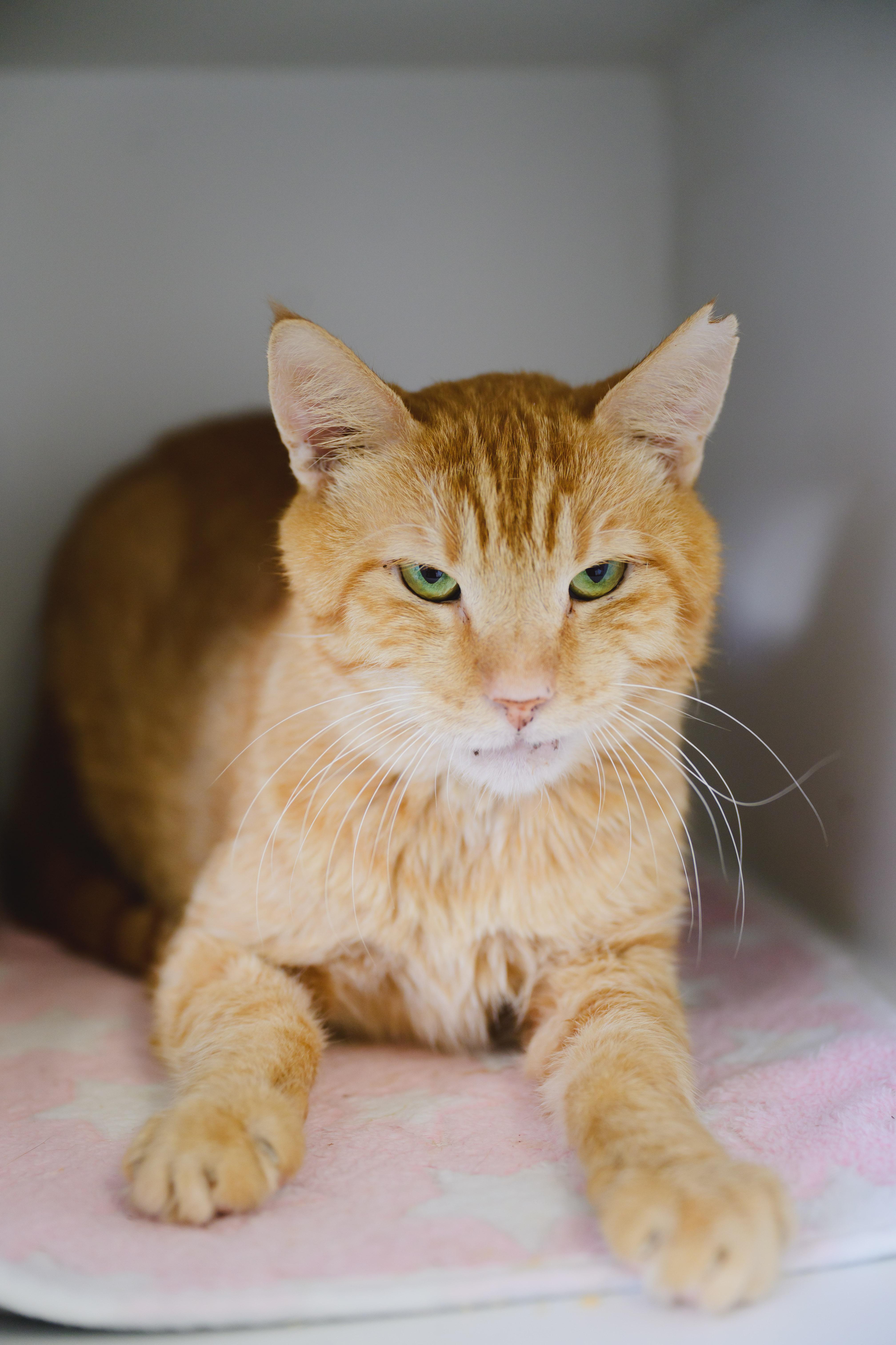 Enlarge Cannoli, a Adoptable Domestic Short Hair in Honolulu, HI image 3/6