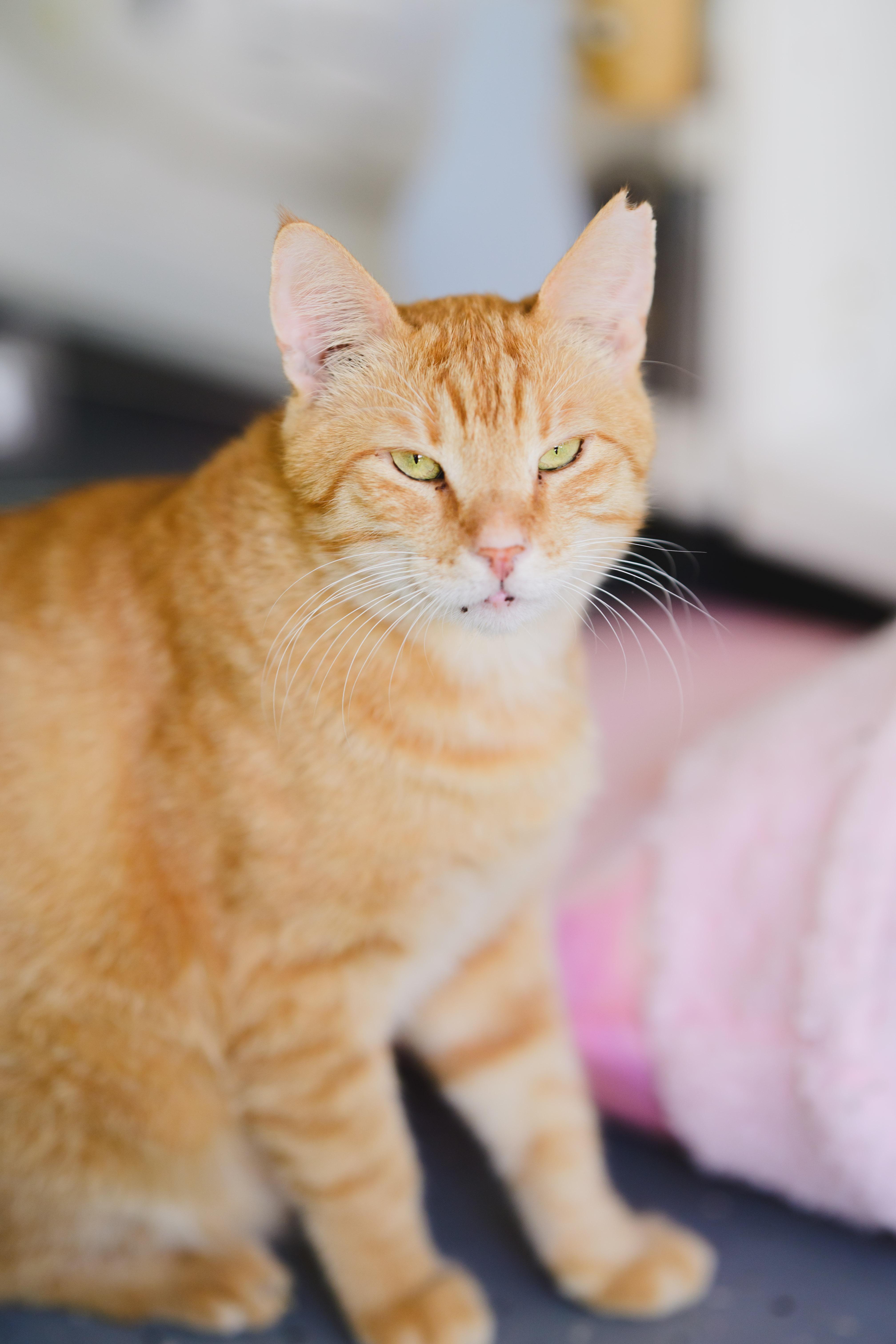 Cannoli, Adoptable, Adult Male Domestic Short Hair.