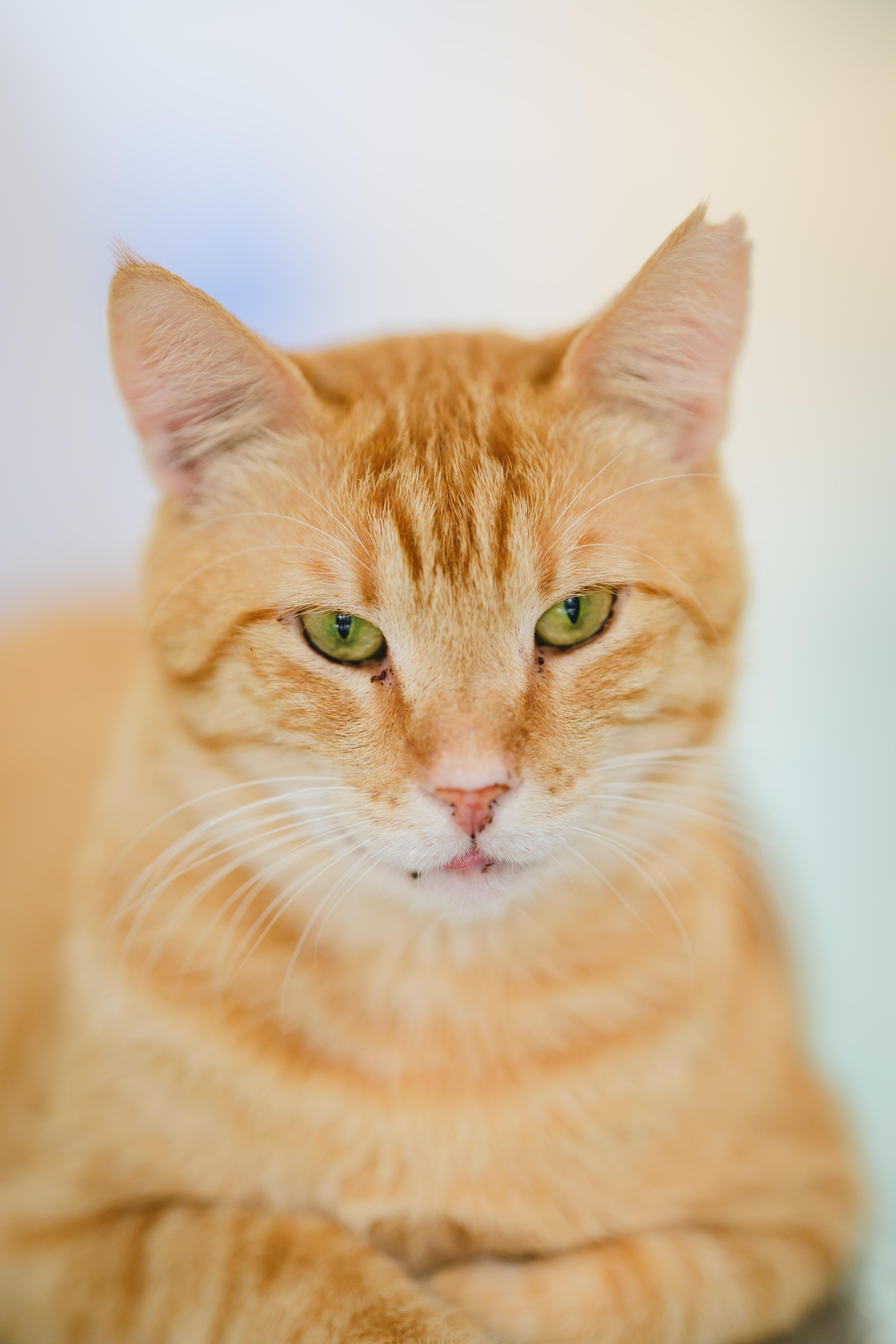 Cannoli, a Adoptable Domestic Short Hair in Honolulu, HI image 2/6