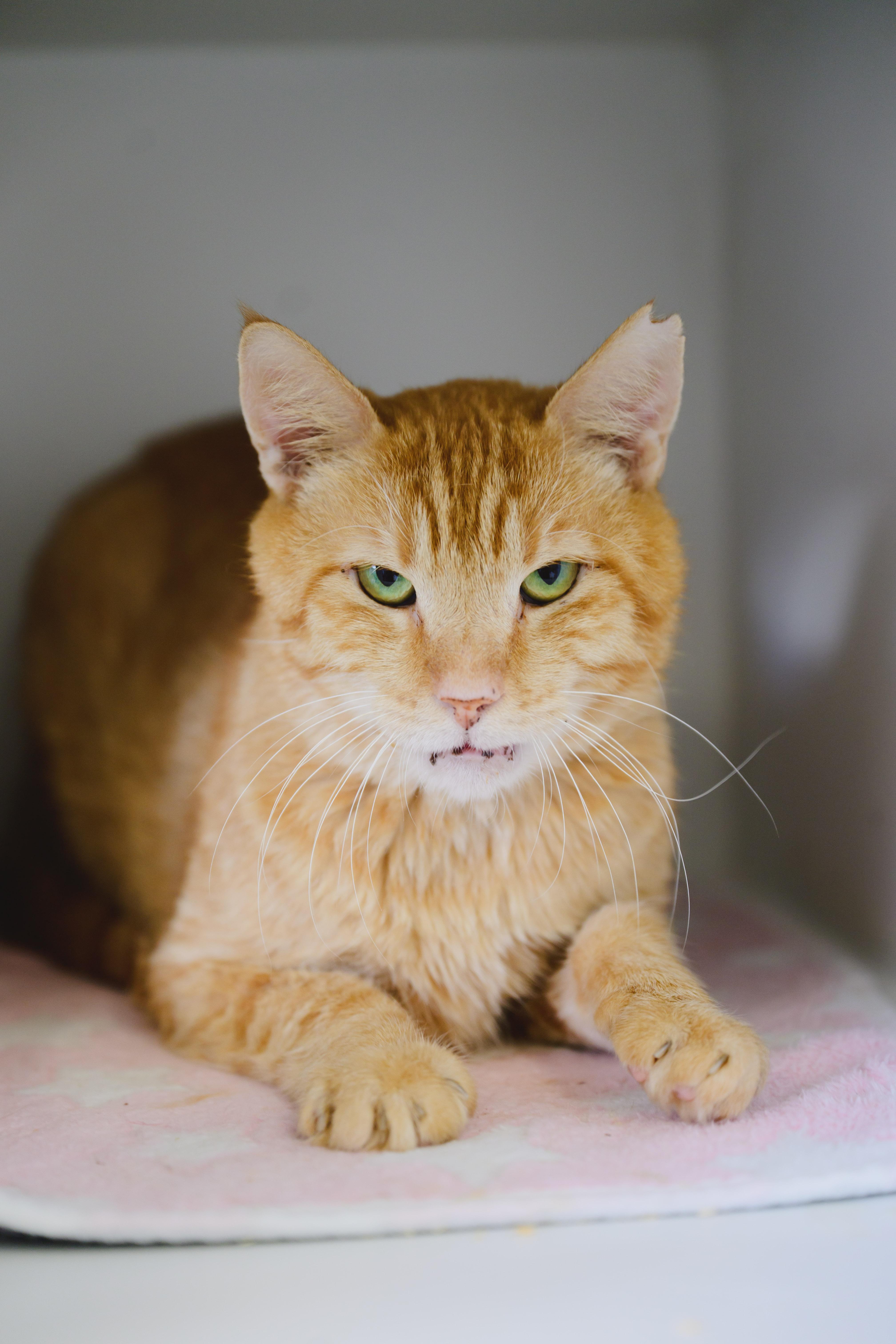 Enlarge Cannoli, a Adoptable Domestic Short Hair in Honolulu, HI image 4/6