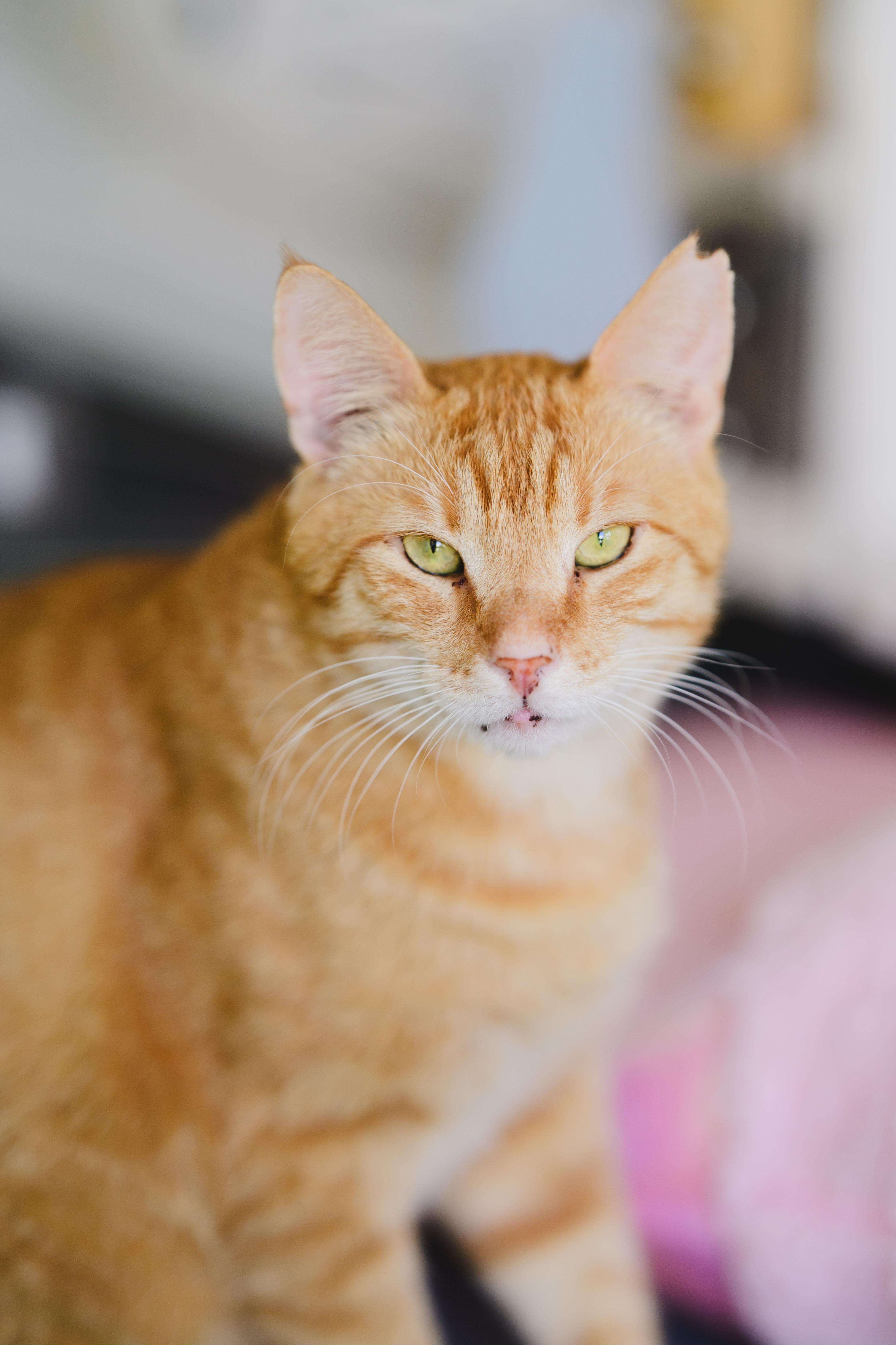 Cannoli, a Adoptable Domestic Short Hair in Honolulu, HI image 3/6