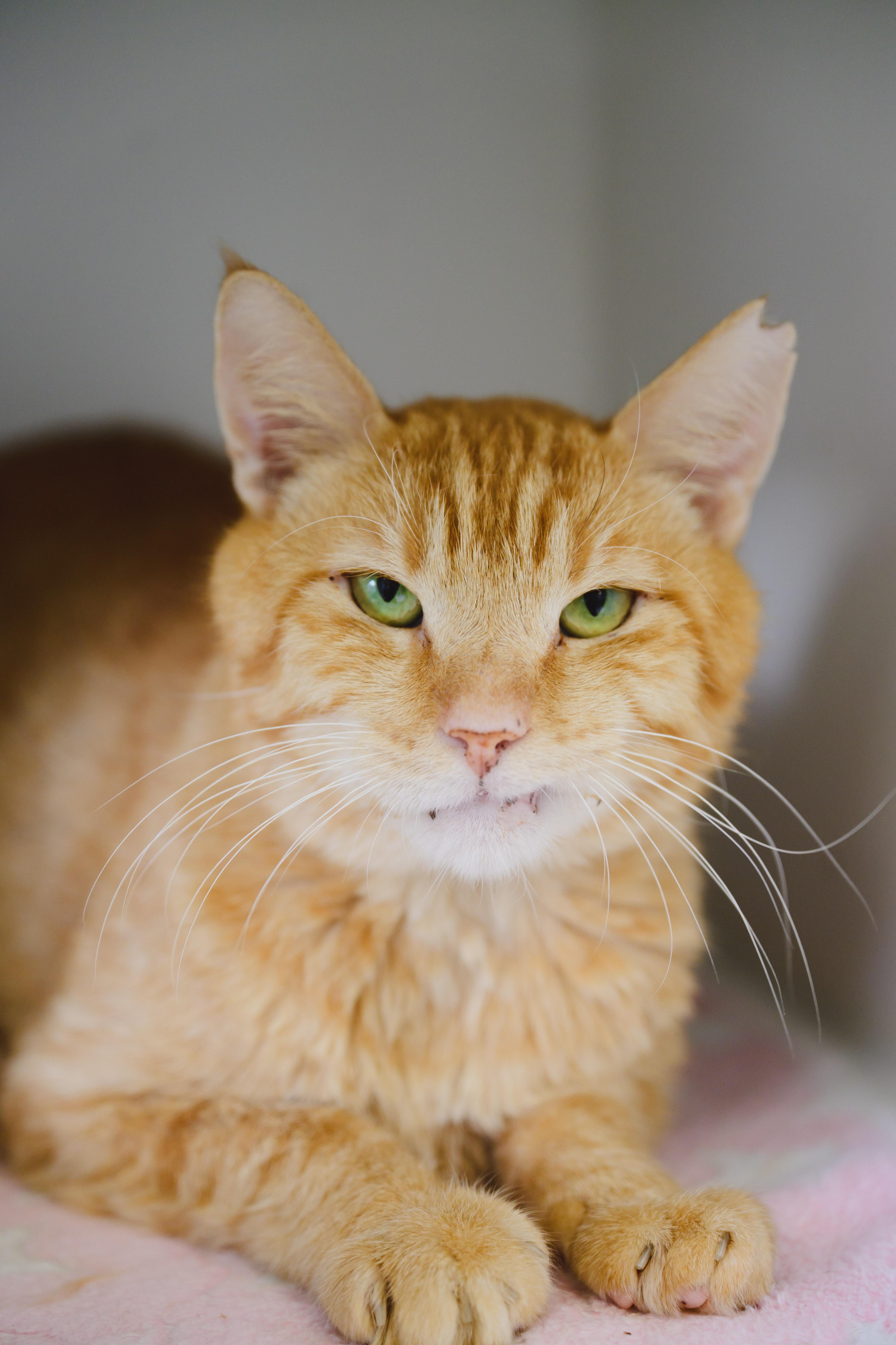 Enlarge Cannoli, a Adoptable Domestic Short Hair in Honolulu, HI image 5/6