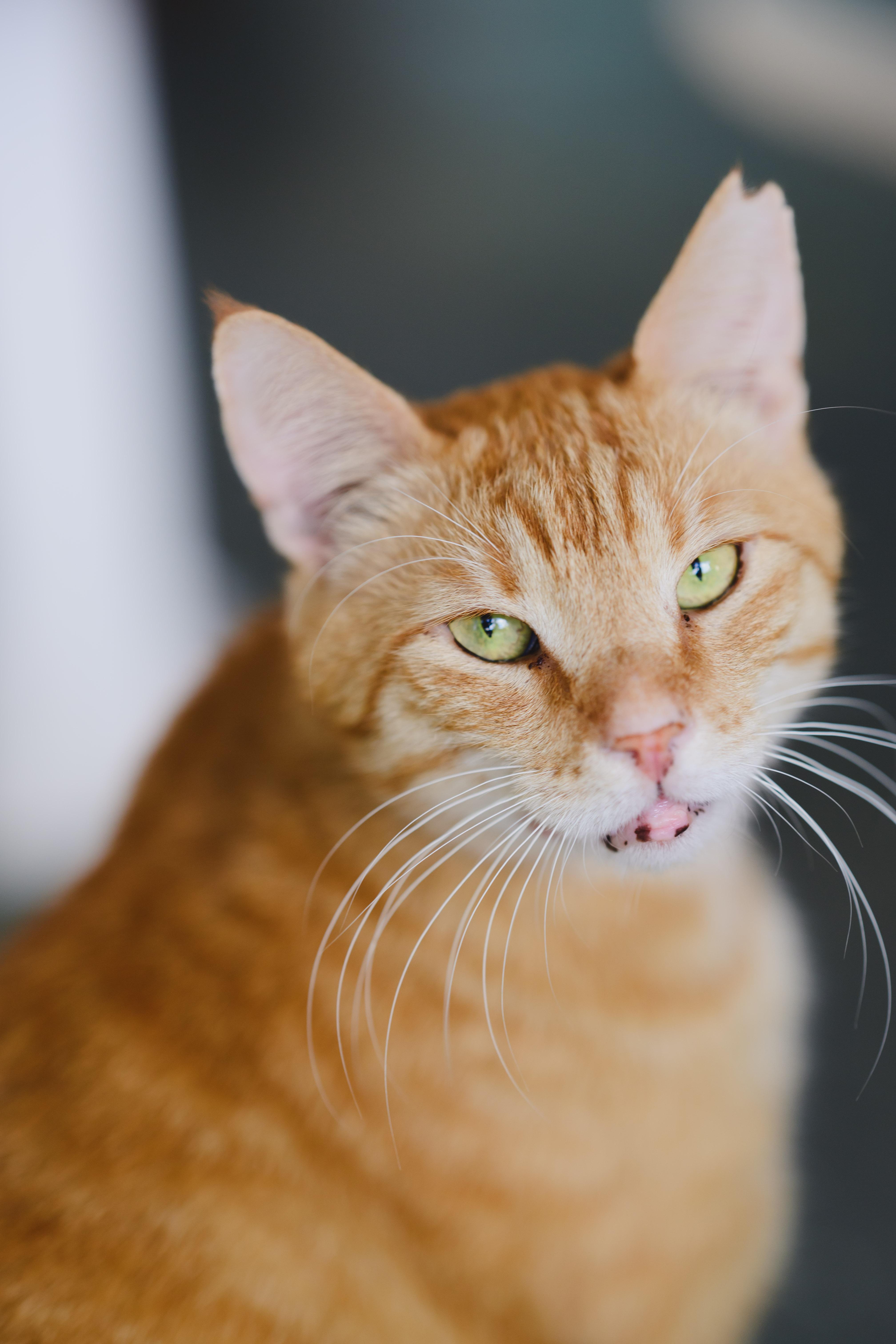 Cannoli, a Adoptable Domestic Short Hair in Honolulu, HI image 5/6