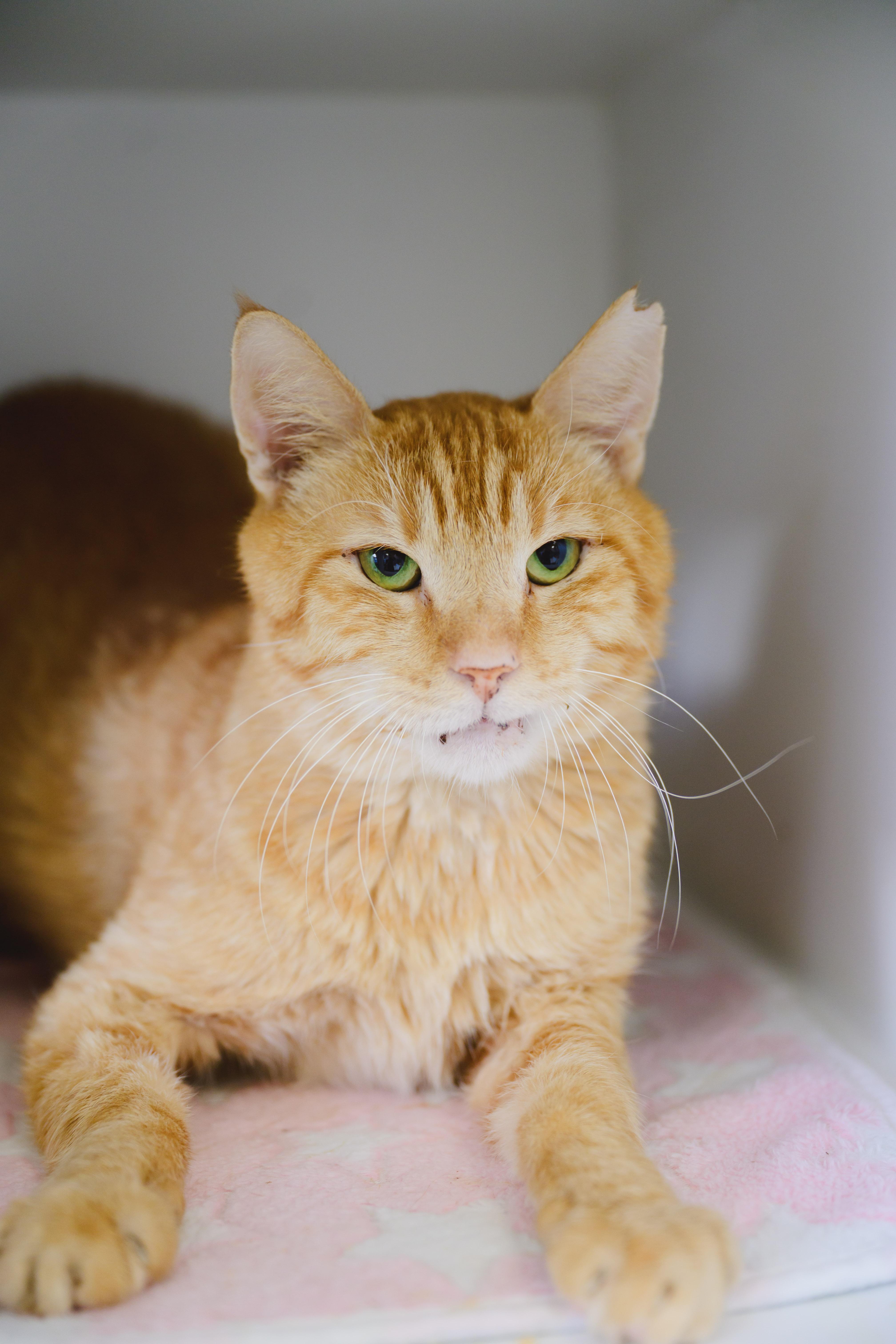 Enlarge Cannoli, a Adoptable Domestic Short Hair in Honolulu, HI image 6/6