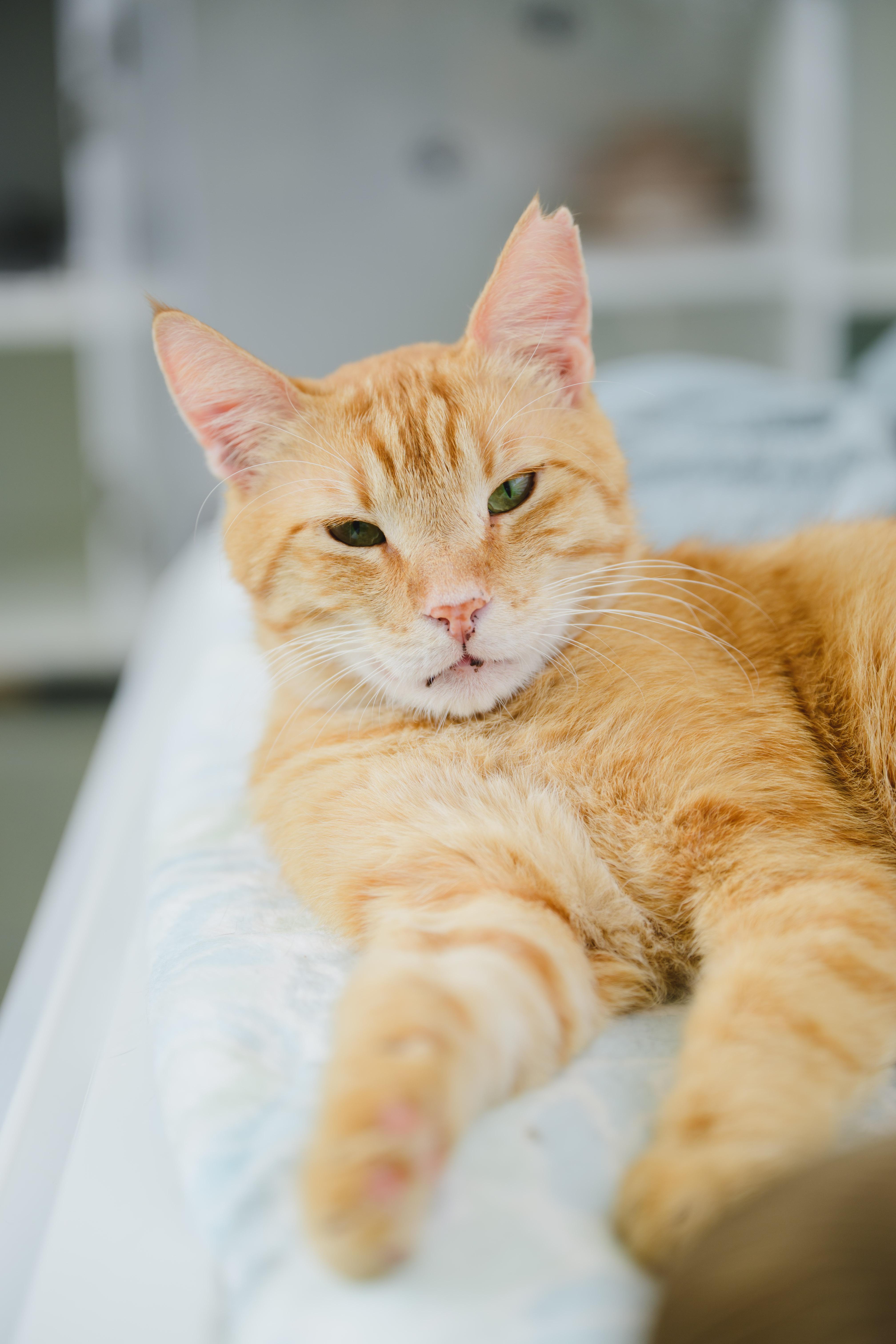 Cannoli, a Adoptable Domestic Short Hair in Honolulu, HI image 6/6