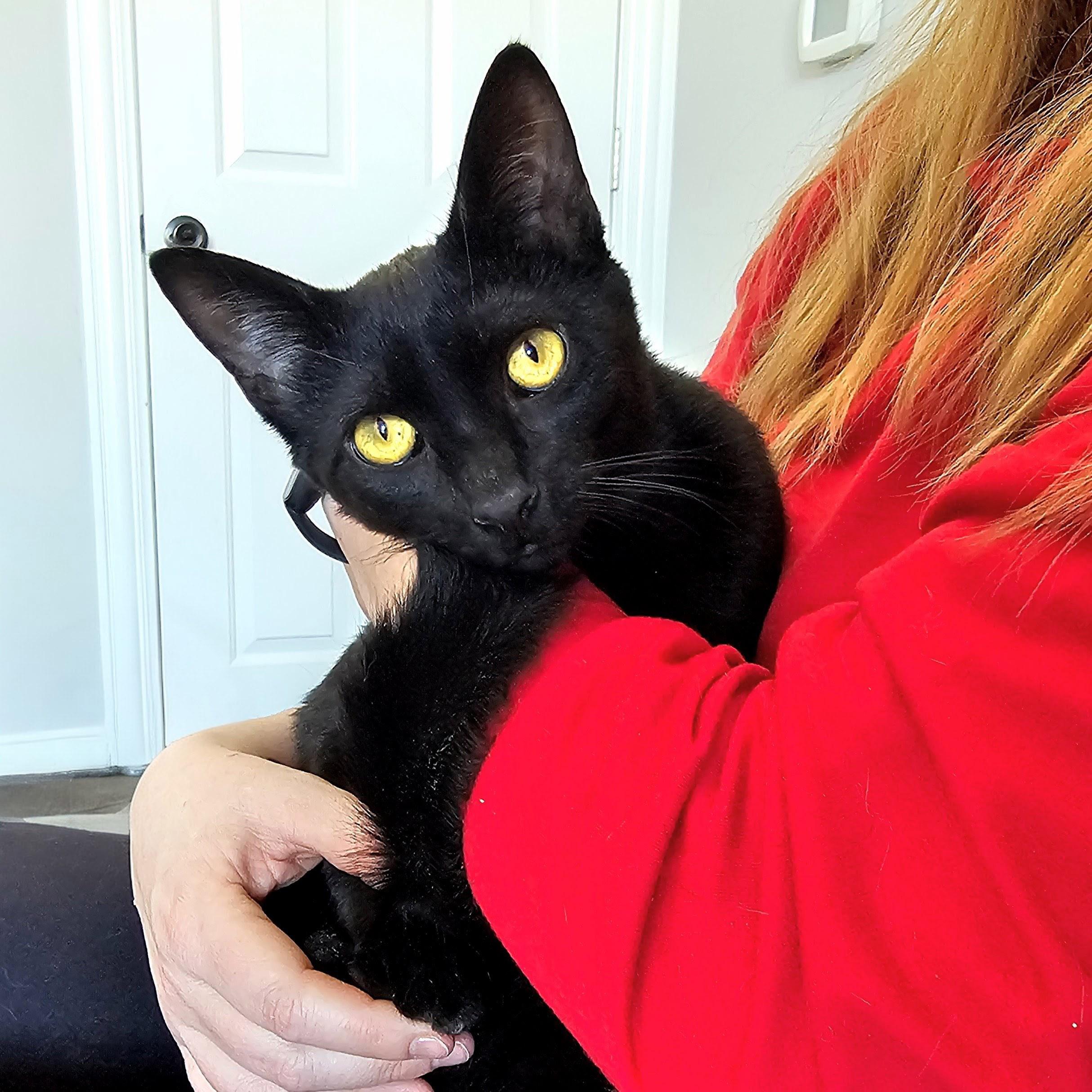 Ned and Brian, a ADOPTABLE Domestic Short Hair in Chicago, IL image 3/6