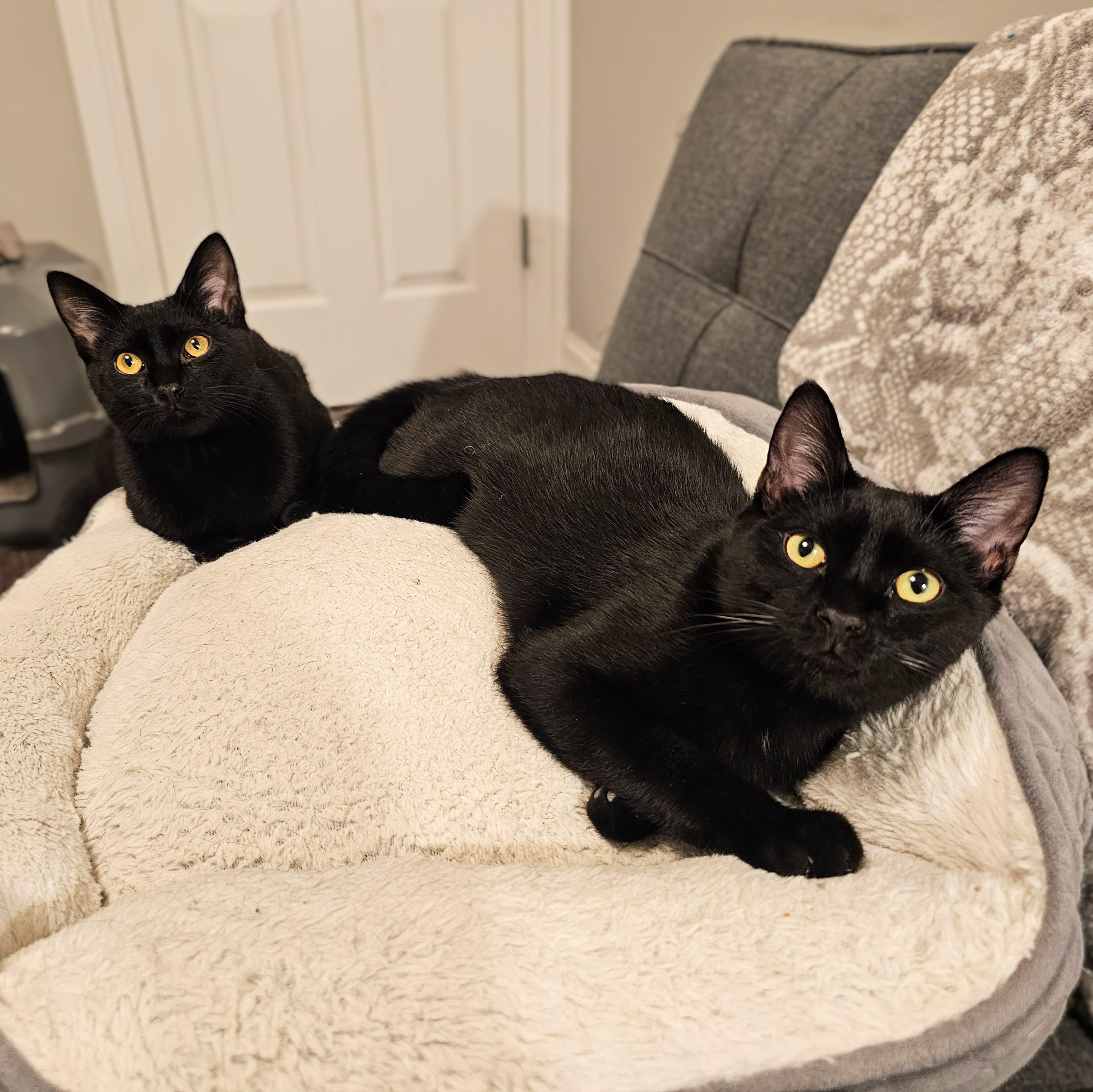 Ned and Brian, a ADOPTABLE Domestic Short Hair in Chicago, IL image 6/6