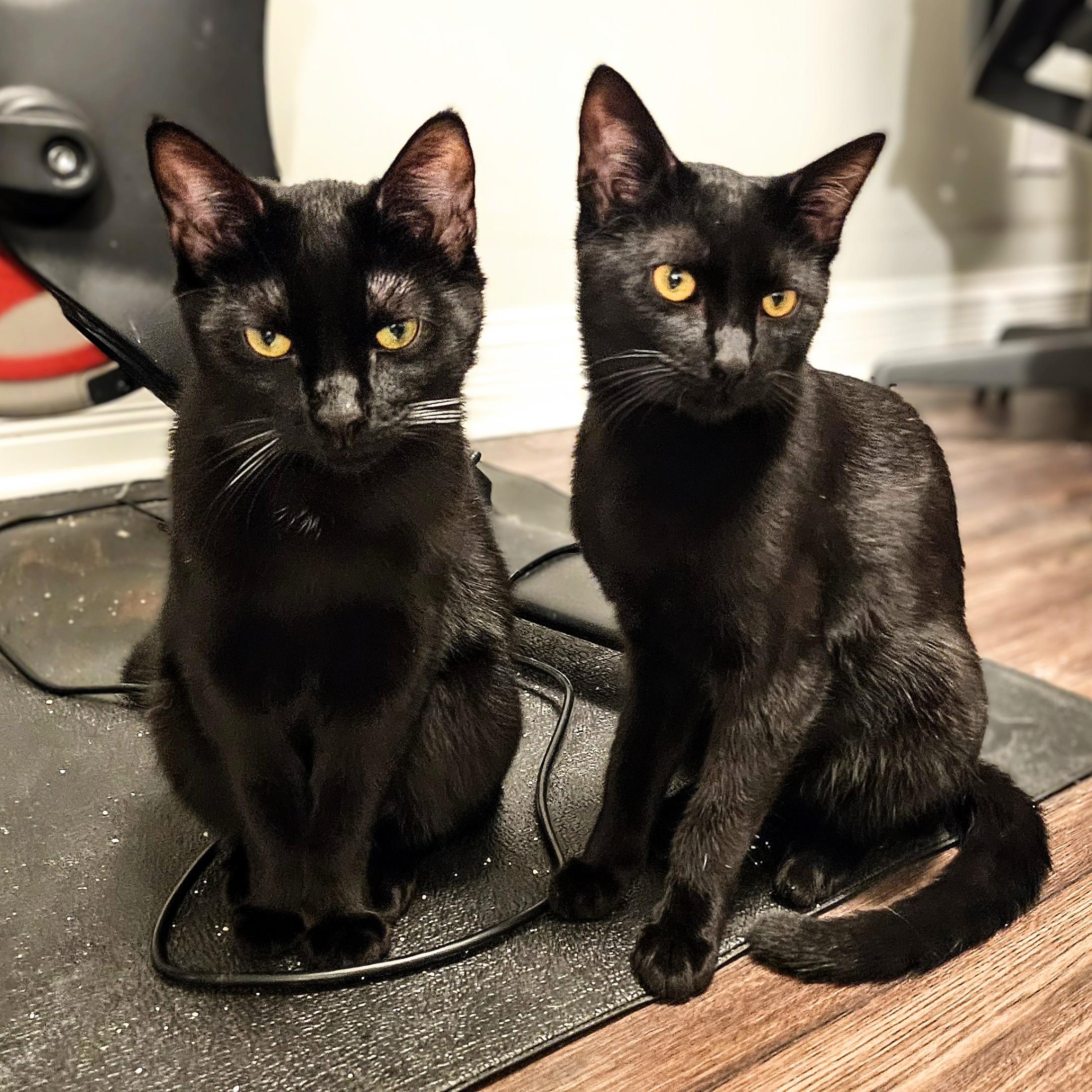 Ned and Brian, ADOPTABLE, Young Male Domestic Short Hair.