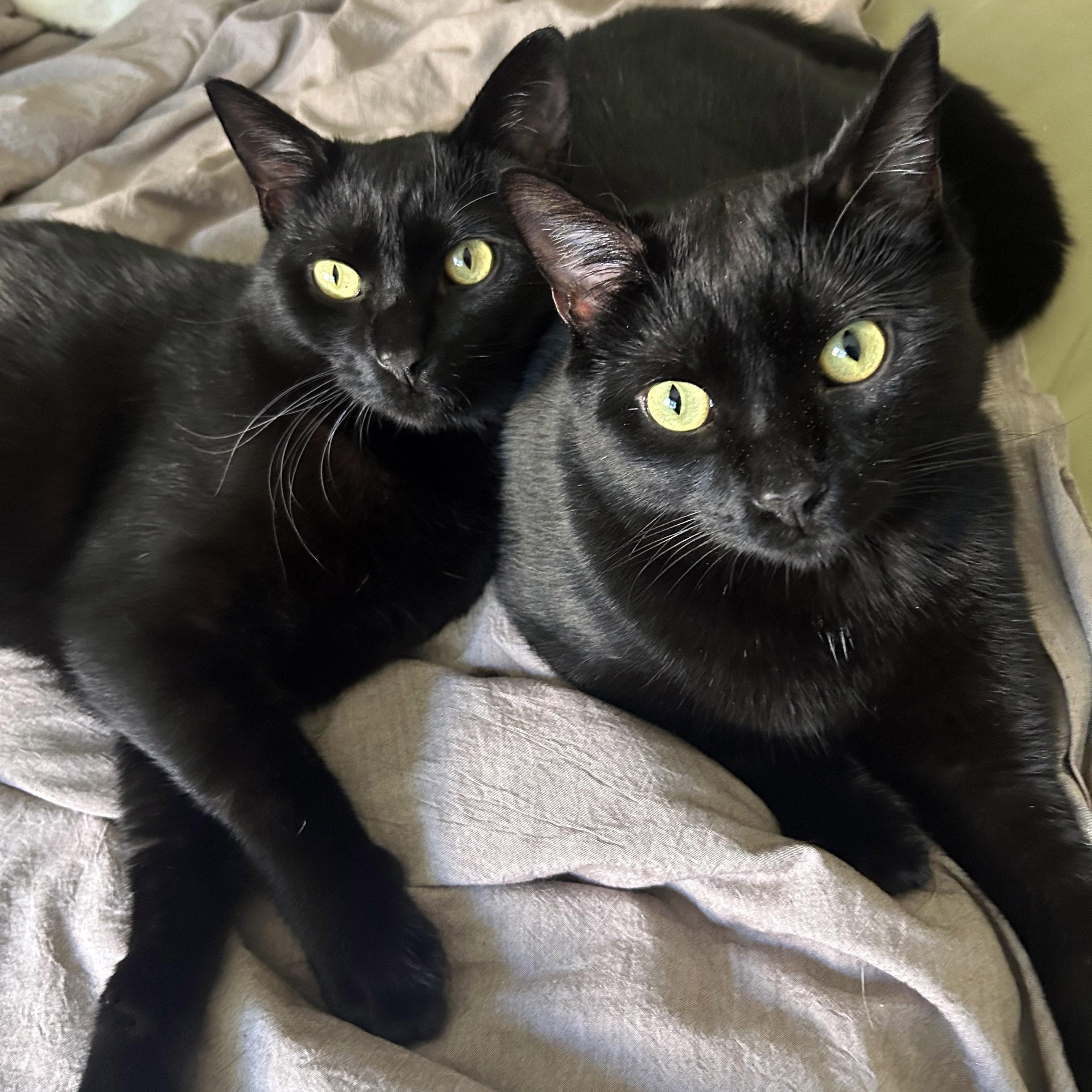 Enlarge Ned and Brian, a ADOPTABLE Domestic Short Hair in Chicago, IL image 1/6