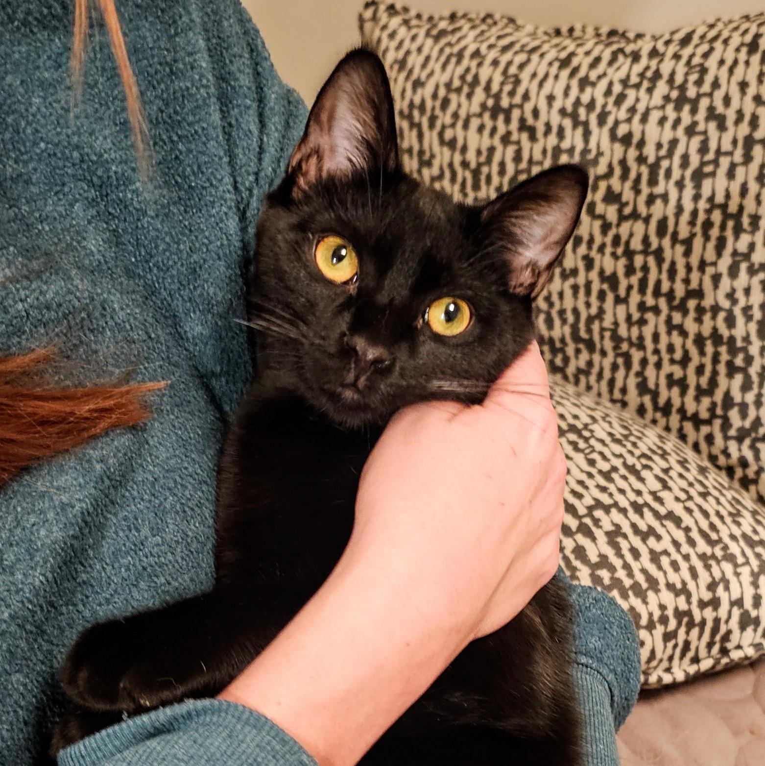 Ned and Brian, a ADOPTABLE Domestic Short Hair in Chicago, IL image 2/6