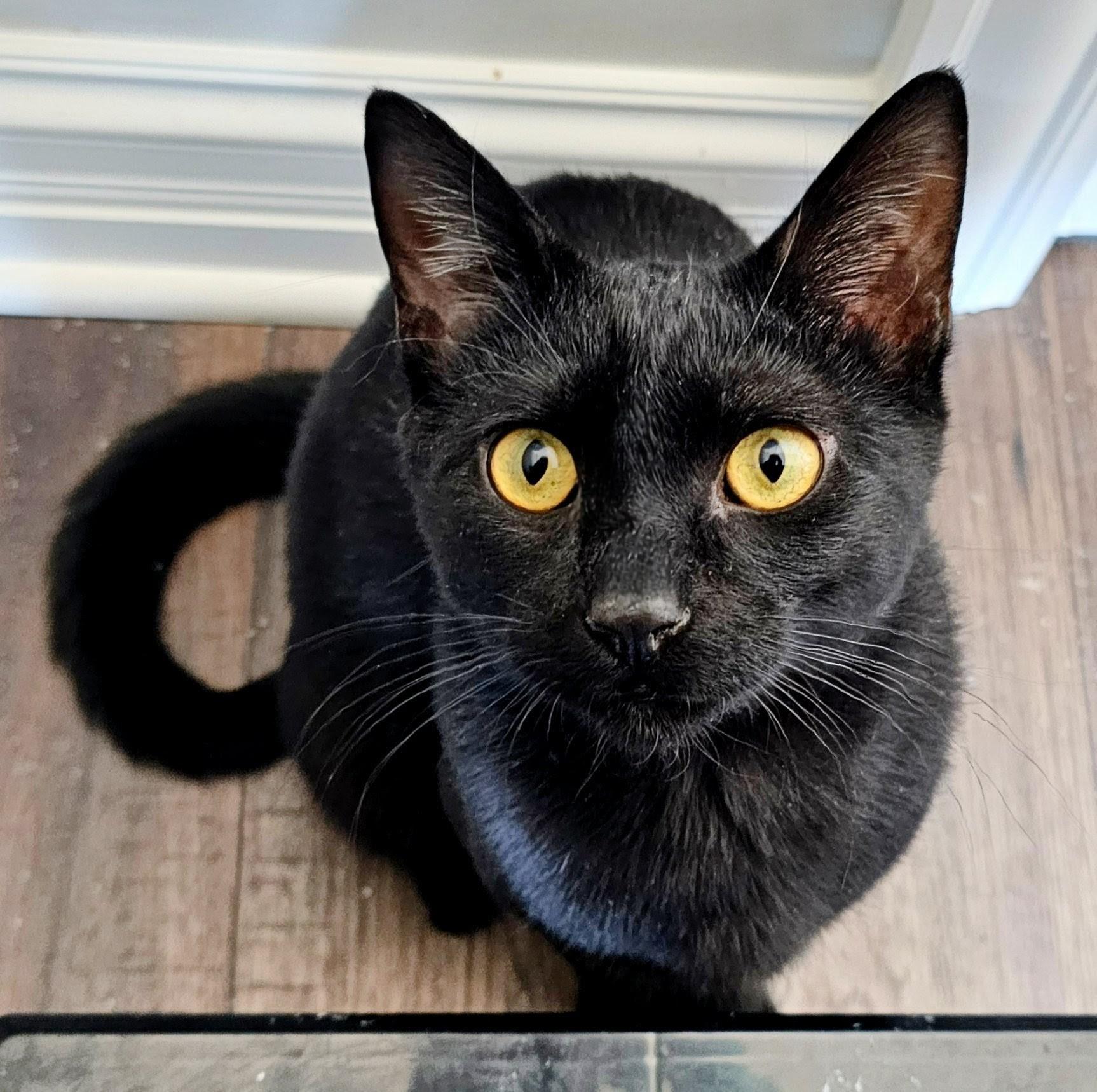 Ned and Brian, a ADOPTABLE Domestic Short Hair in Chicago, IL image 4/6