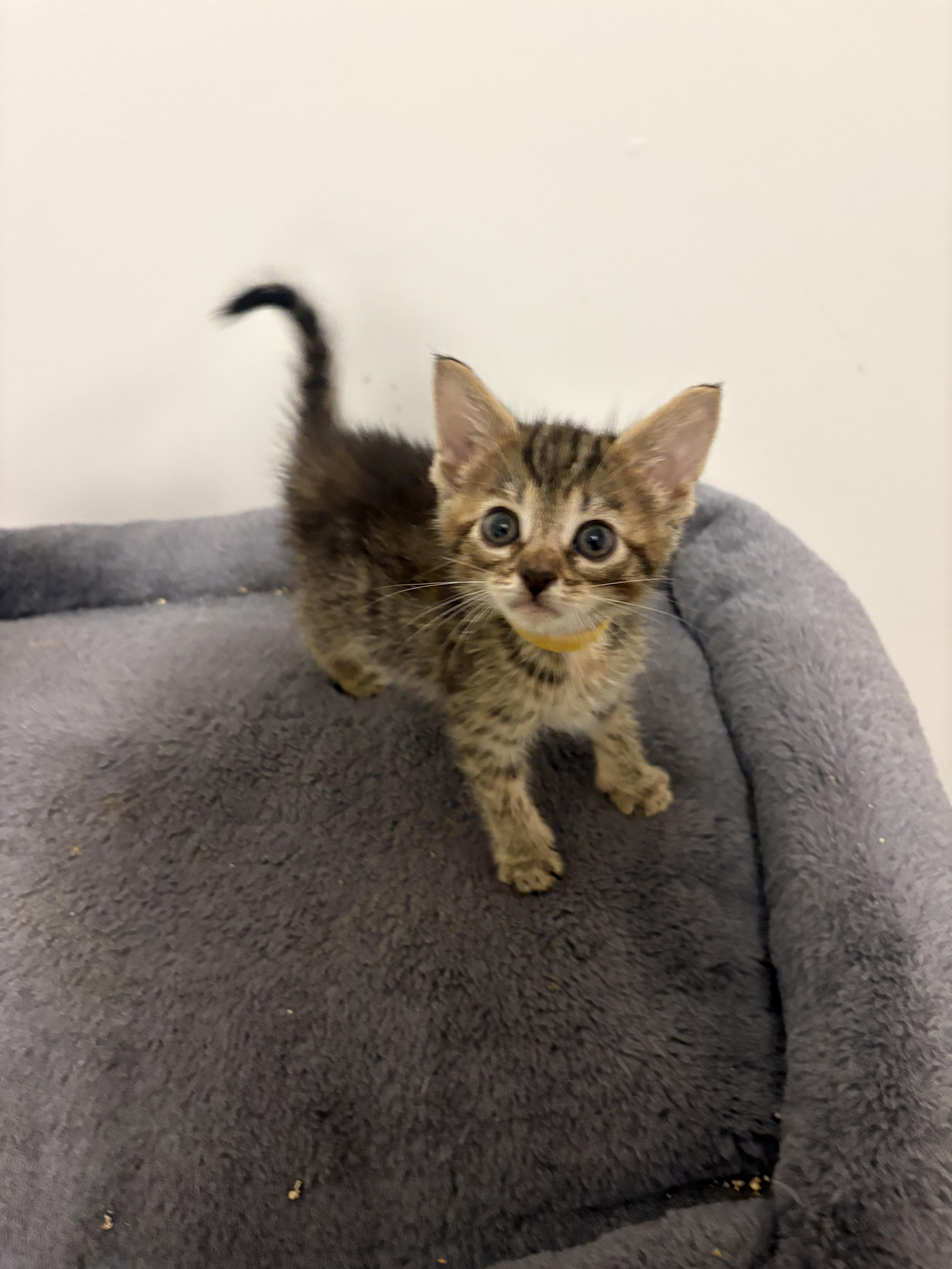 Enlarge Dizzy, a Adoptable Domestic Short Hair in Bethel, OH image 3/3