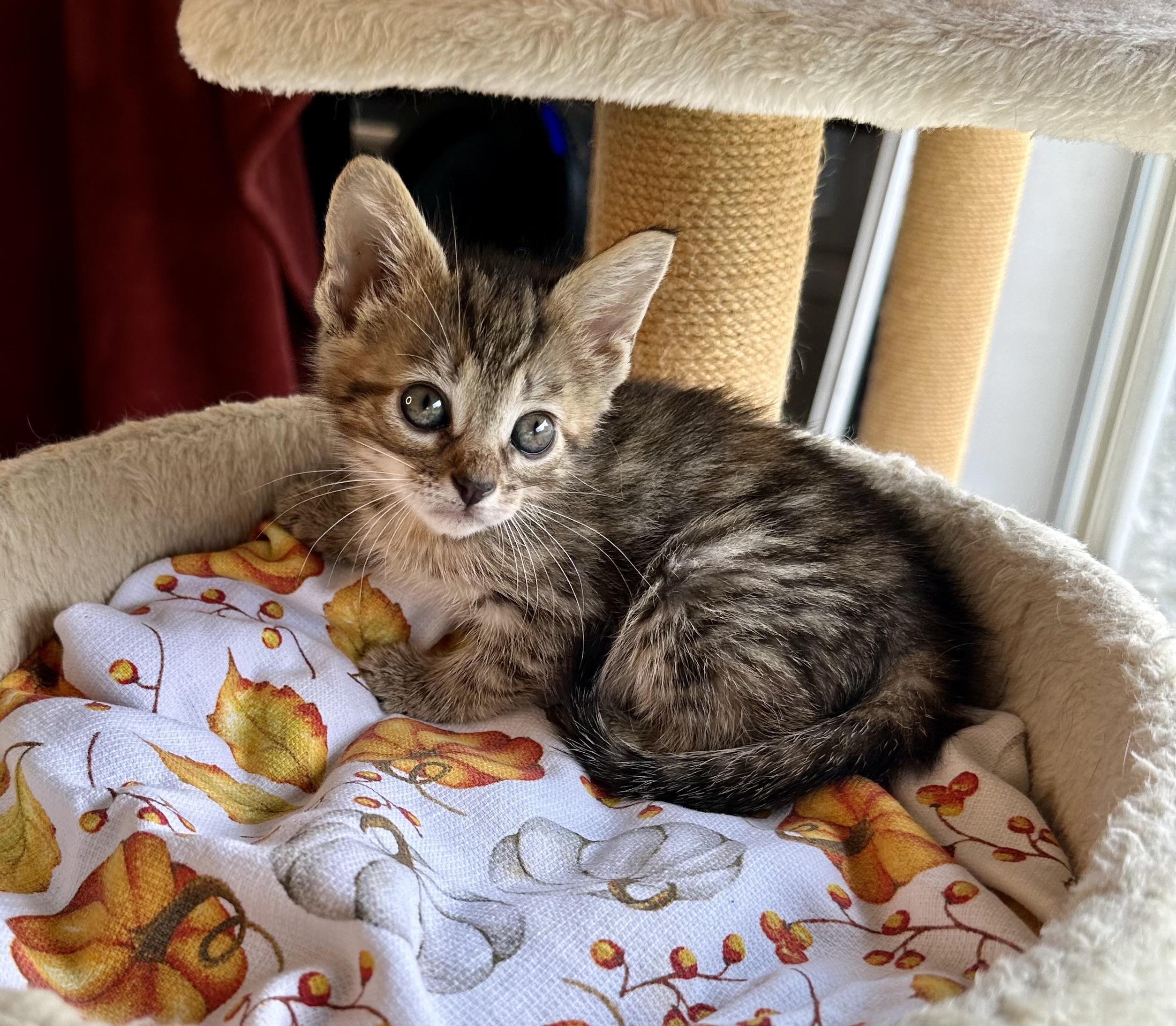 Enlarge Dizzy, a Adoptable Domestic Short Hair in Bethel, OH image 2/3
