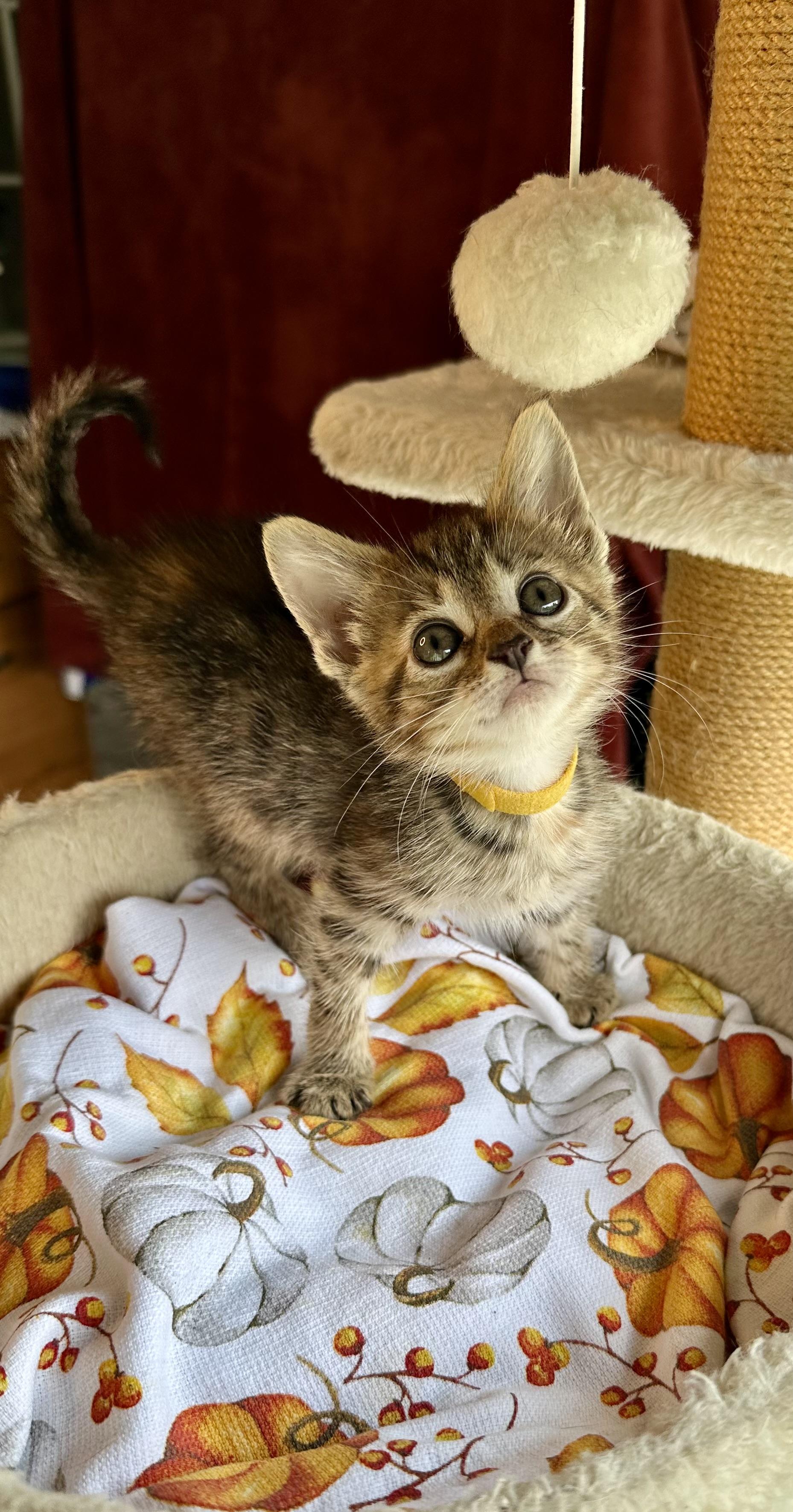 Dizzy, Adoptable, Kitten Female Domestic Short Hair.