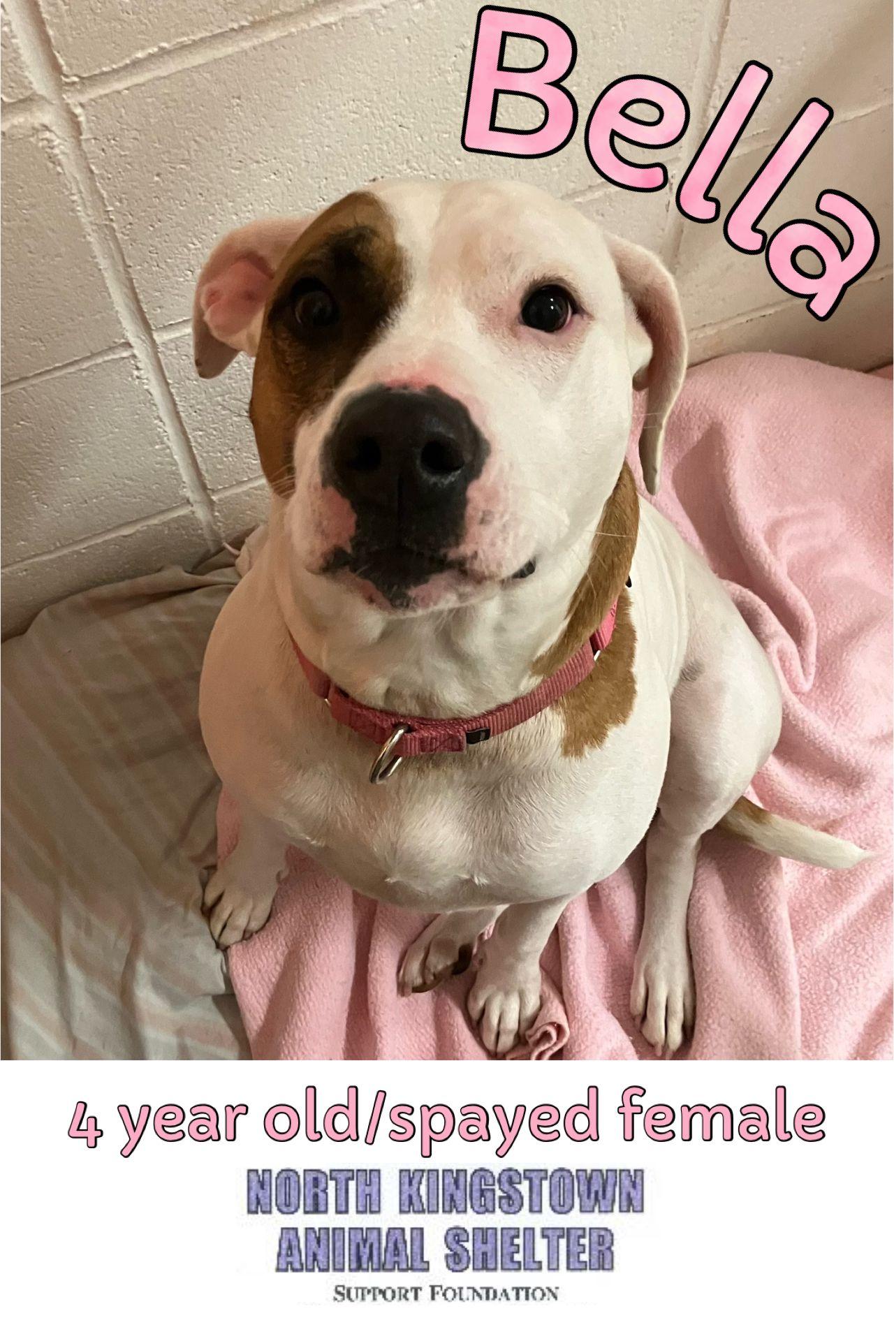 Bella, Adoptable, Adult Female Mixed Breed.