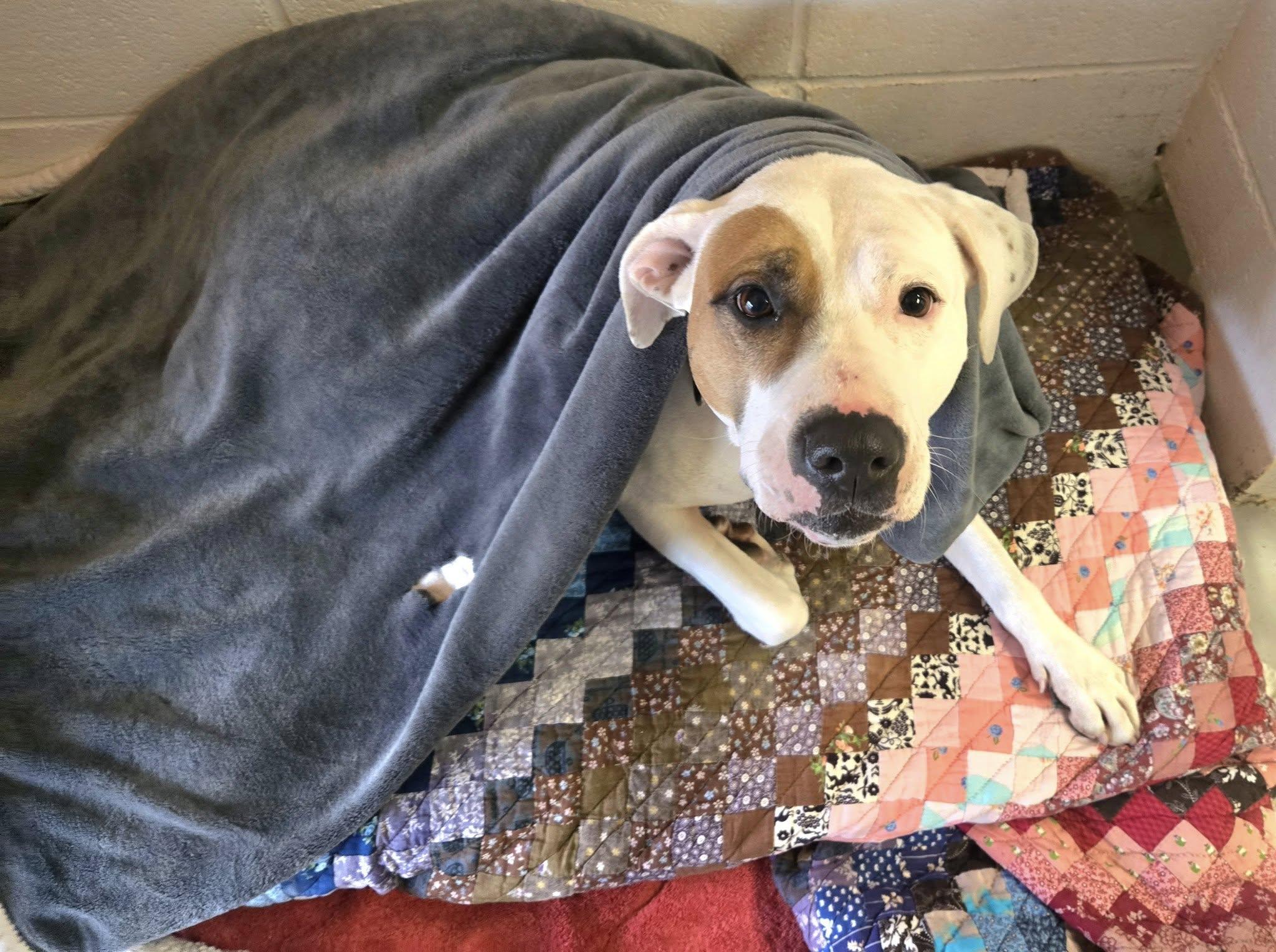 Bella, a Adoptable Mixed Breed in North Kingstown, RI image 3/4