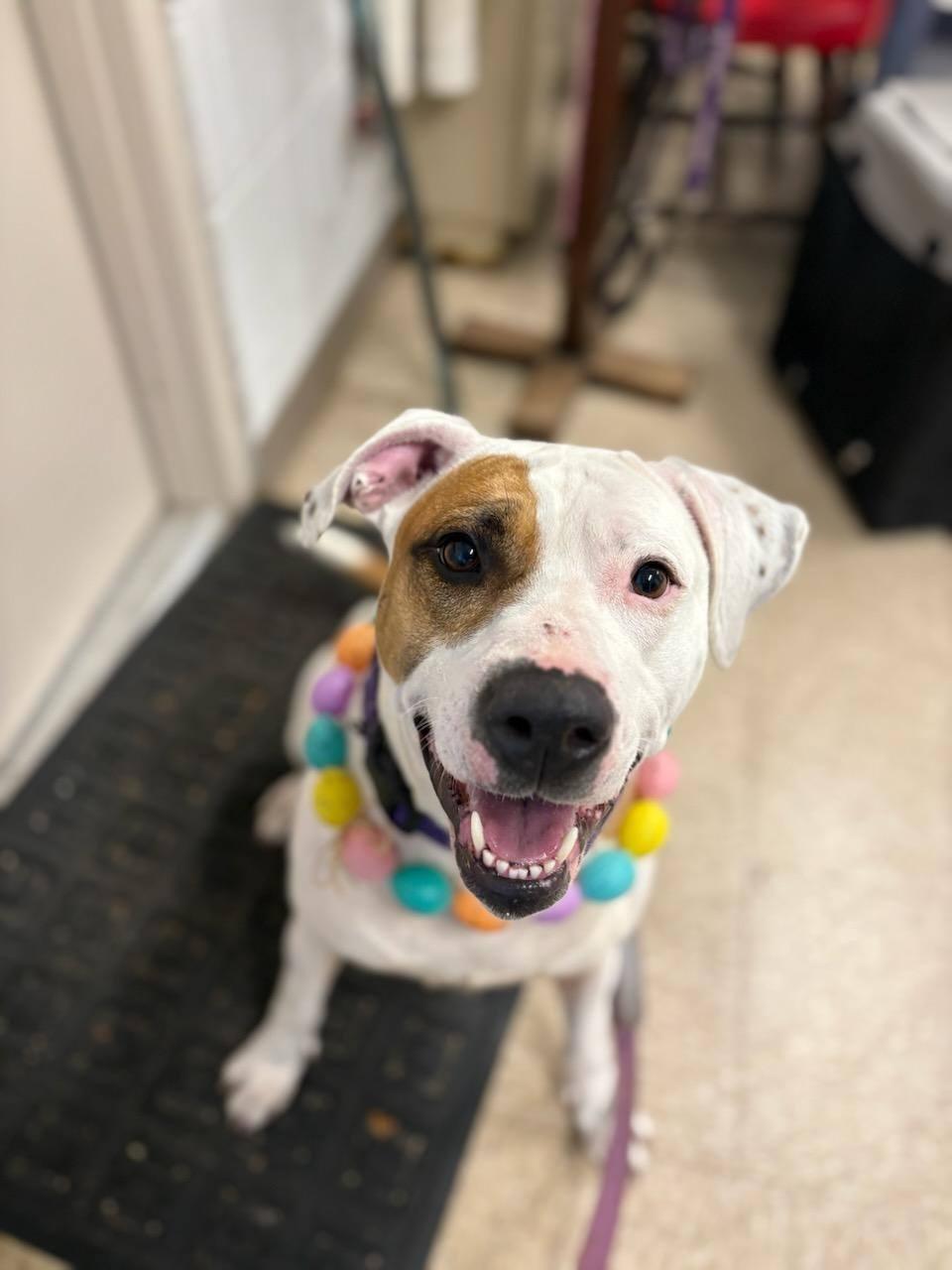 Bella, a Adoptable Mixed Breed in North Kingstown, RI image 2/4