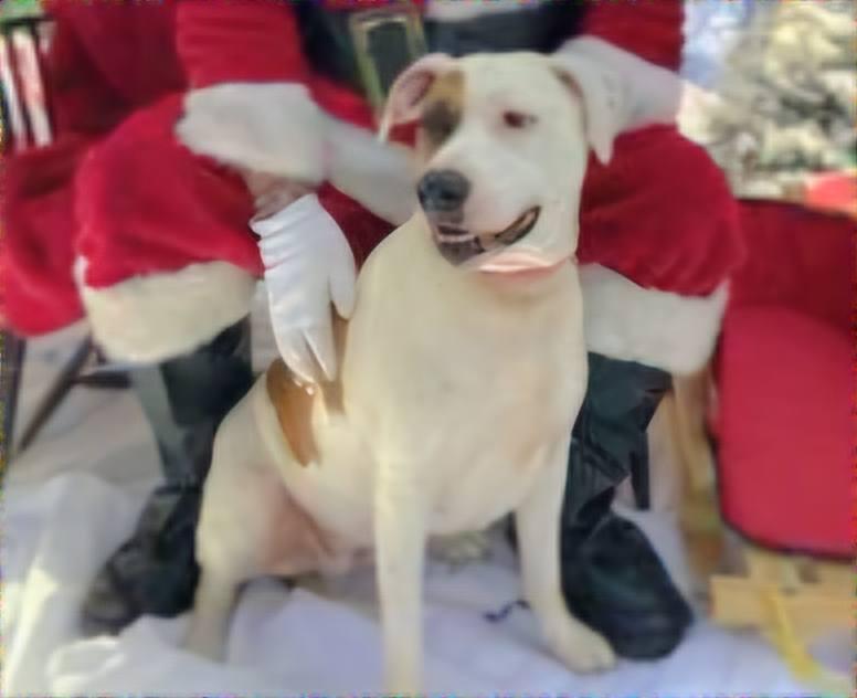 Bella, a Adoptable Mixed Breed in North Kingstown, RI image 4/4