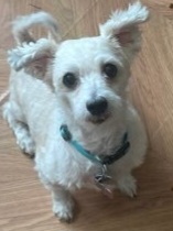 EJ, Senior Male Maltese