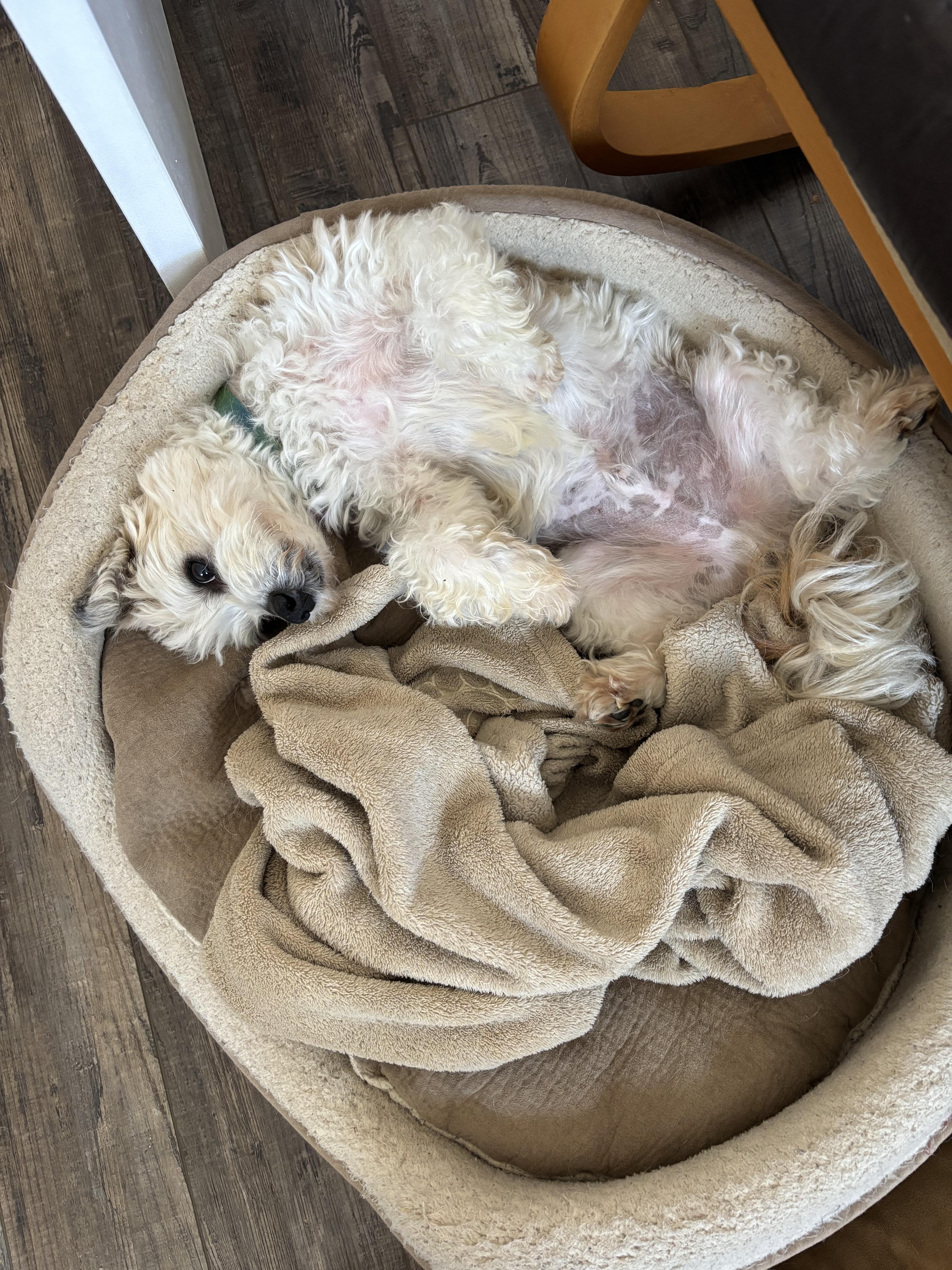 Enlarge EJ, an adoptable mixed breed in Mount Royal, NJ image 6/6