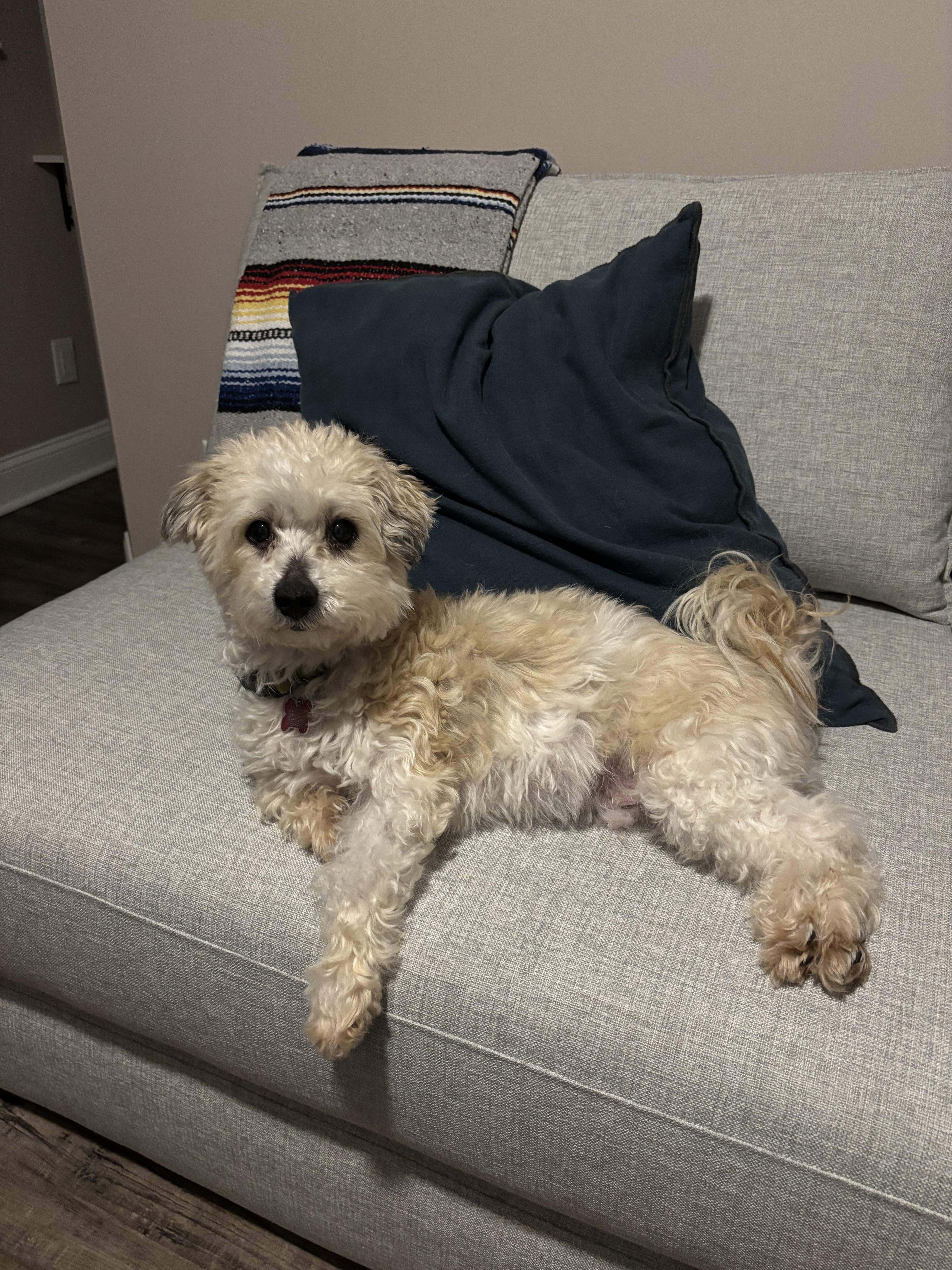 Enlarge EJ, an adoptable mixed breed in Mount Royal, NJ image 5/6