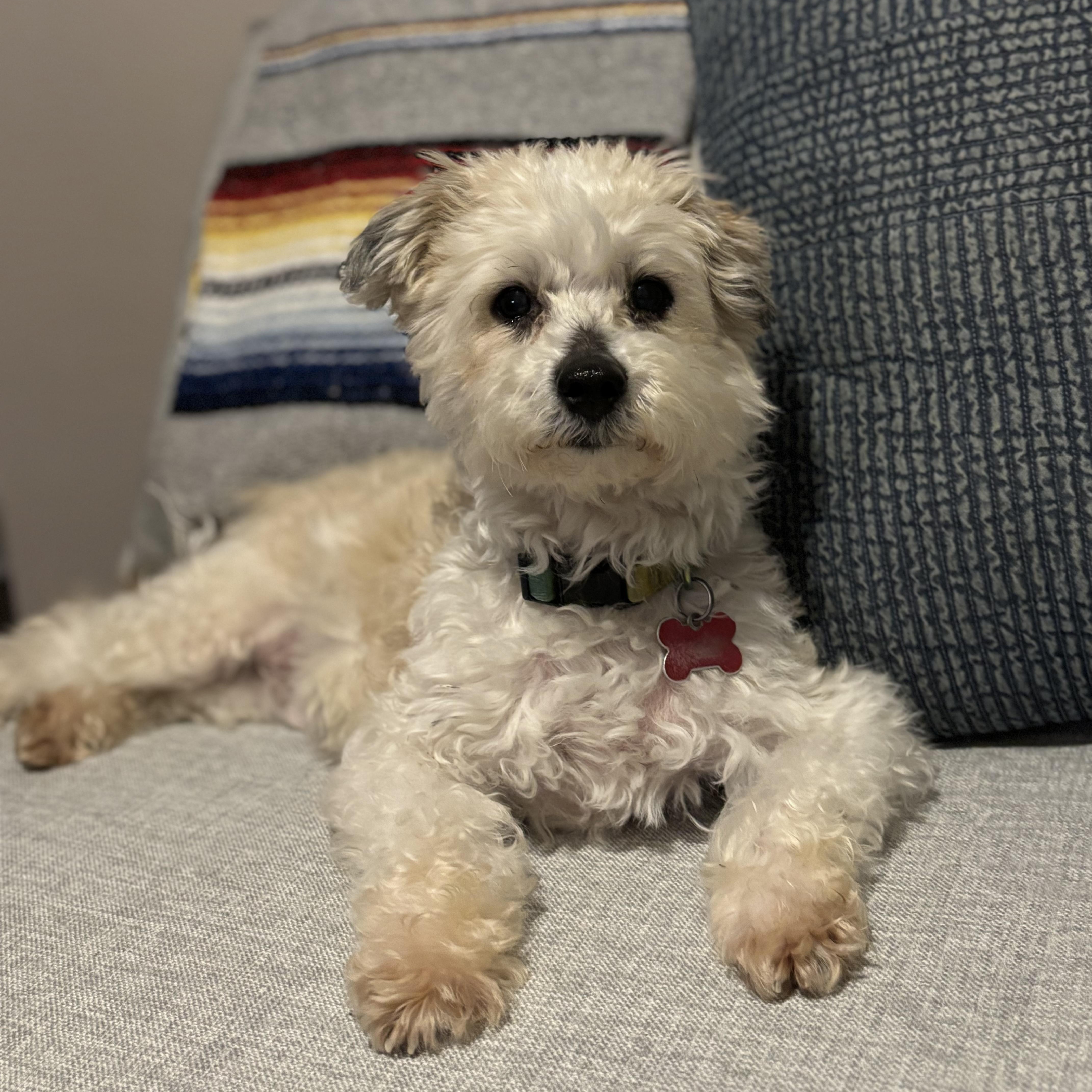 EJ, adoptable, Senior Male Maltese.