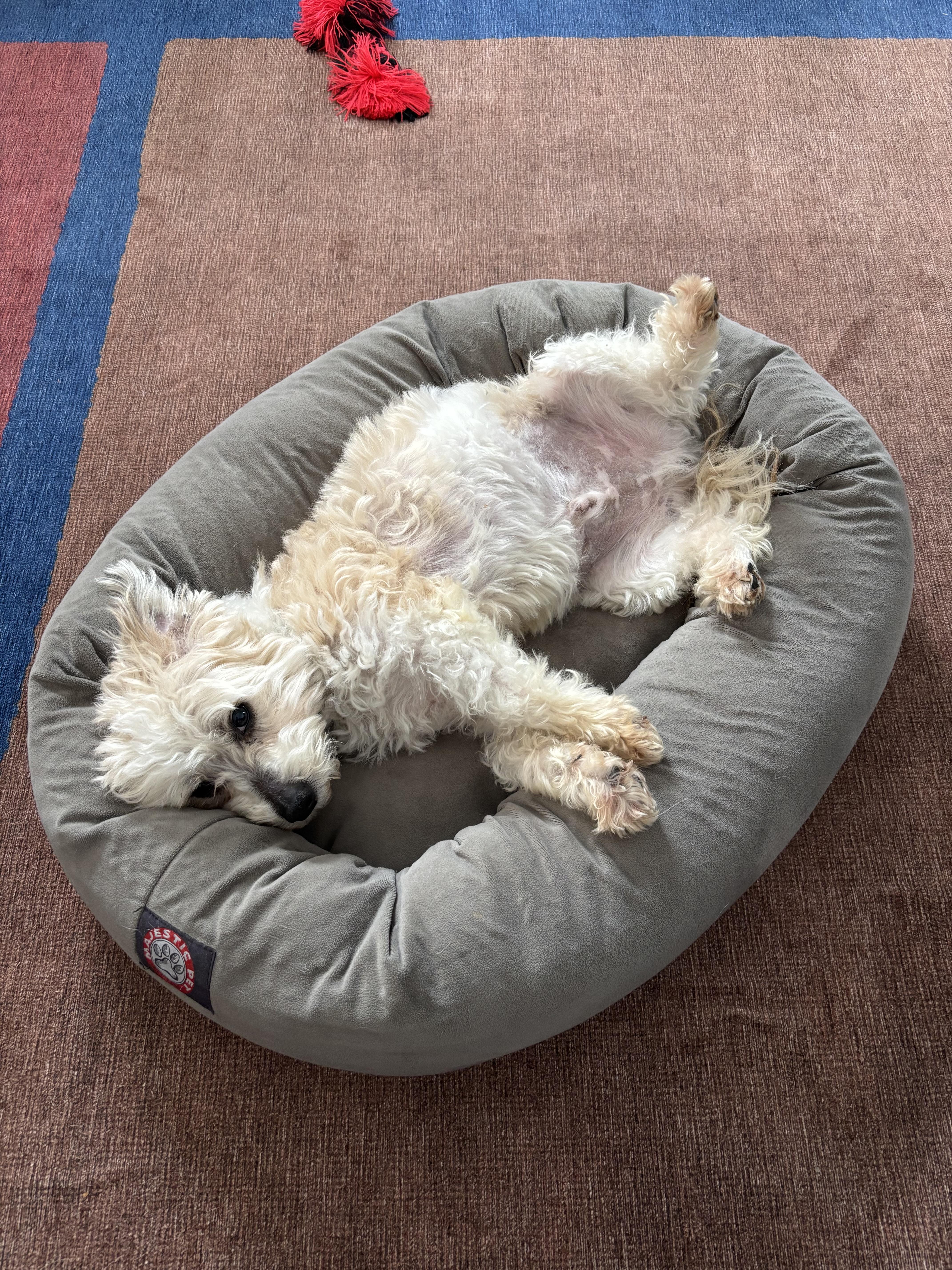 Enlarge EJ, an adoptable mixed breed in Mount Royal, NJ image 3/6