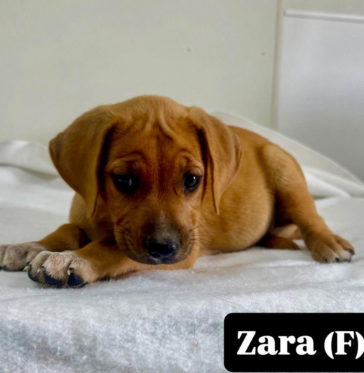 Zara, ADOPTABLE, Puppy Female Hound.