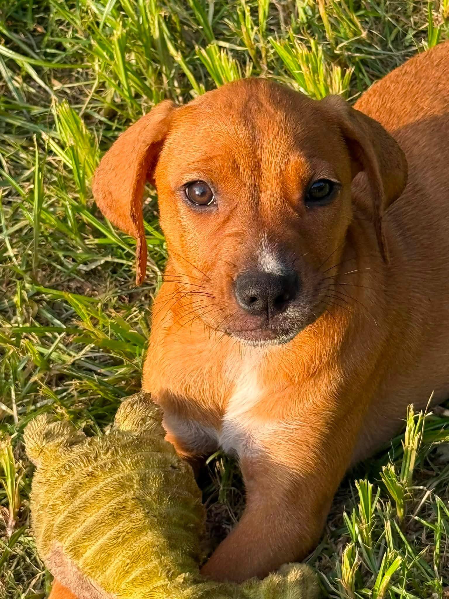 Enlarge Zara, a ADOPTABLE mixed breed in Farmingdale, NJ image 2/4