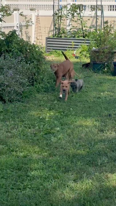 Enlarge Zara, a ADOPTABLE mixed breed in Farmingdale, NJ video 4/4