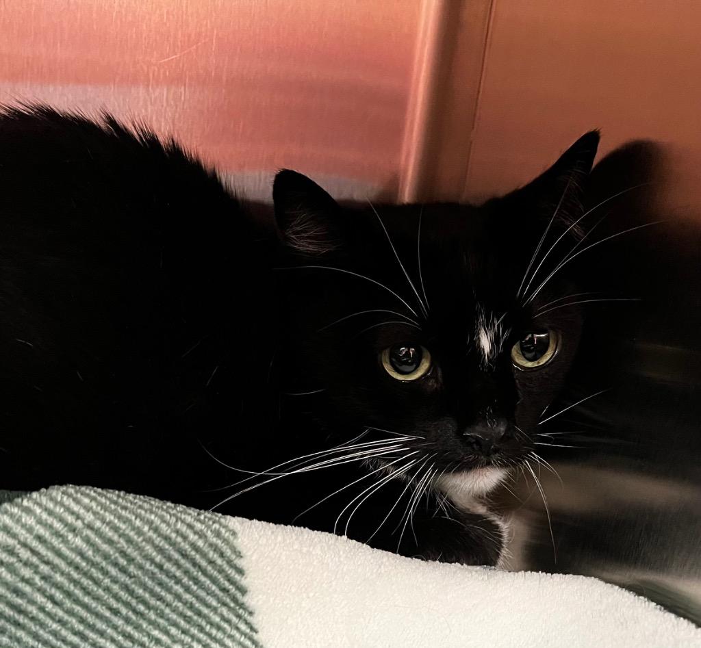 Enlarge Aria, a Adoptable mixed breed in Logan, UT image 1/1