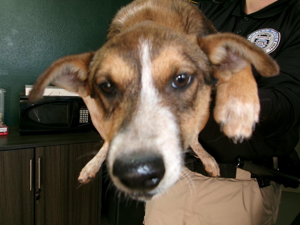 Jazz, Adoptable, Young Female Cattle Dog.
