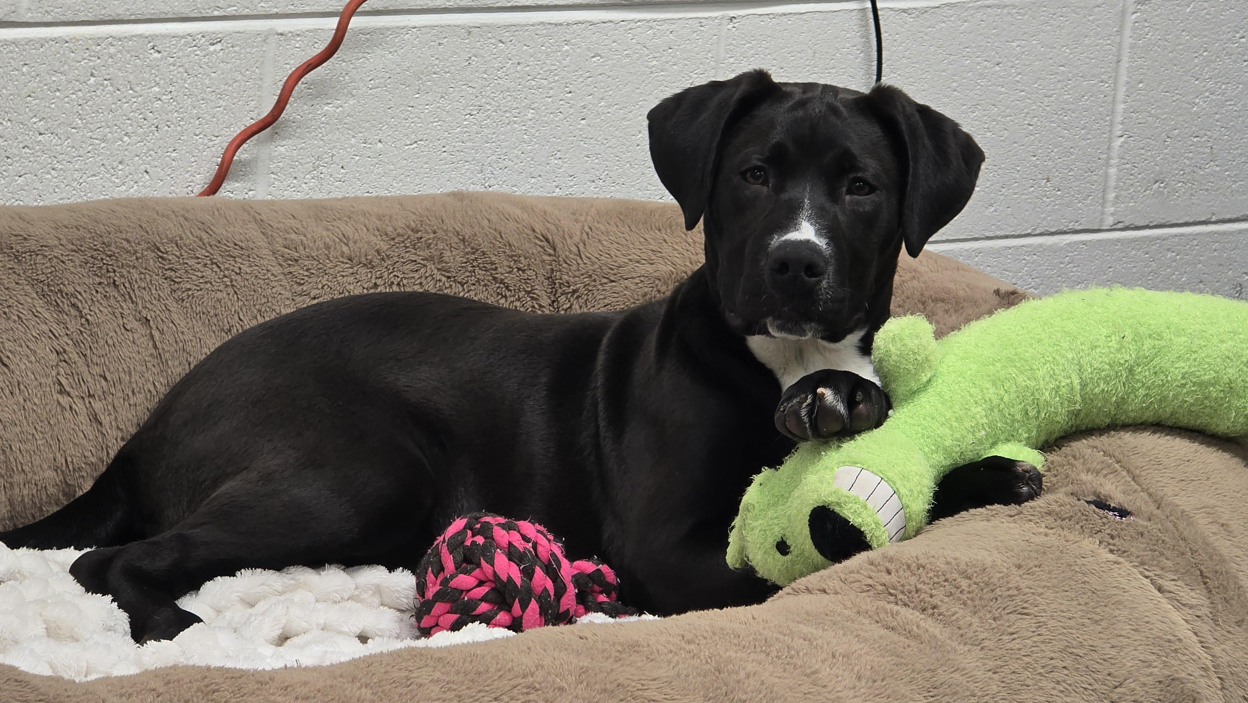 Enlarge Noelle, a Adoptable mixed breed in Lake Odessa, MI image 1/6