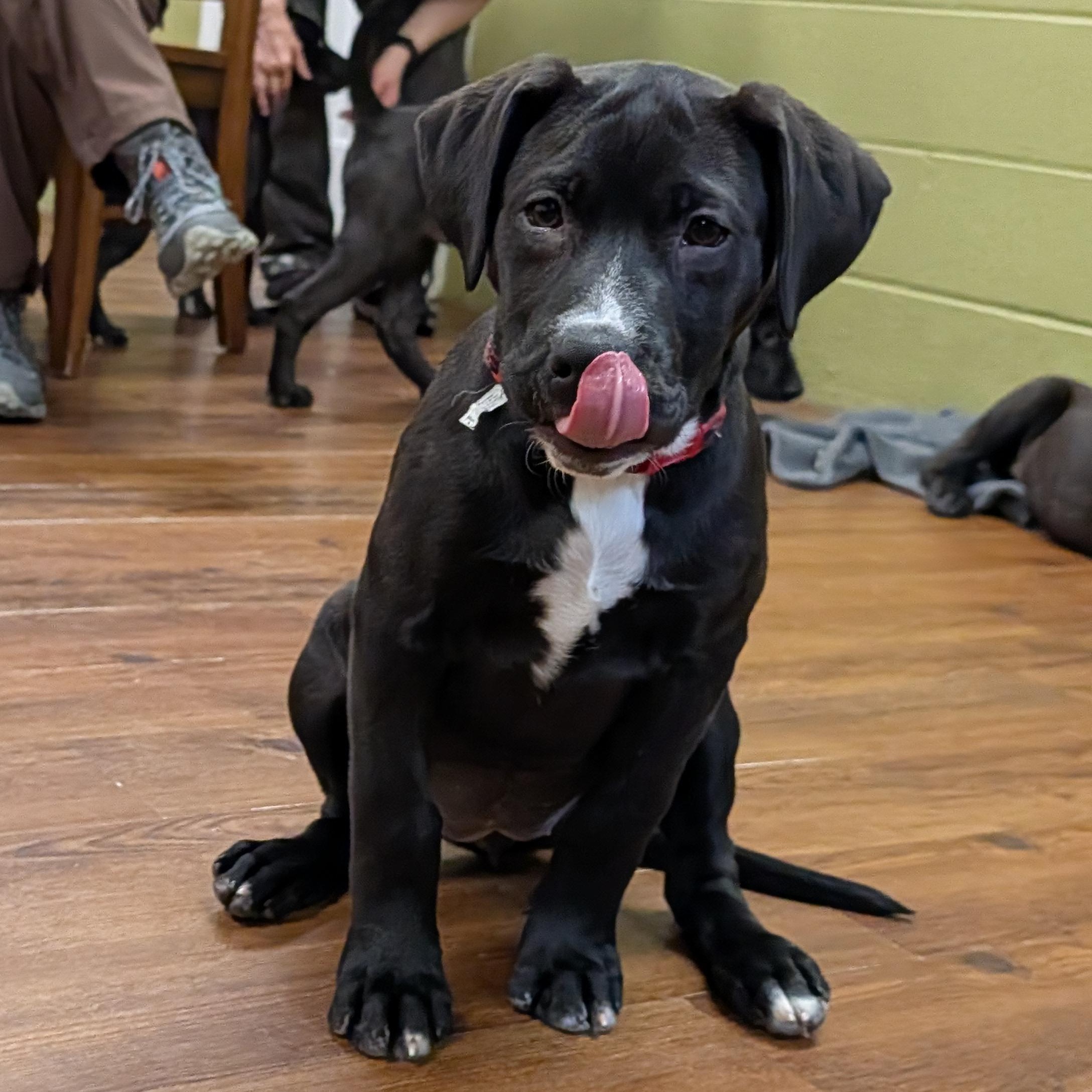Enlarge Noelle, a Adoptable mixed breed in Lake Odessa, MI image 2/6
