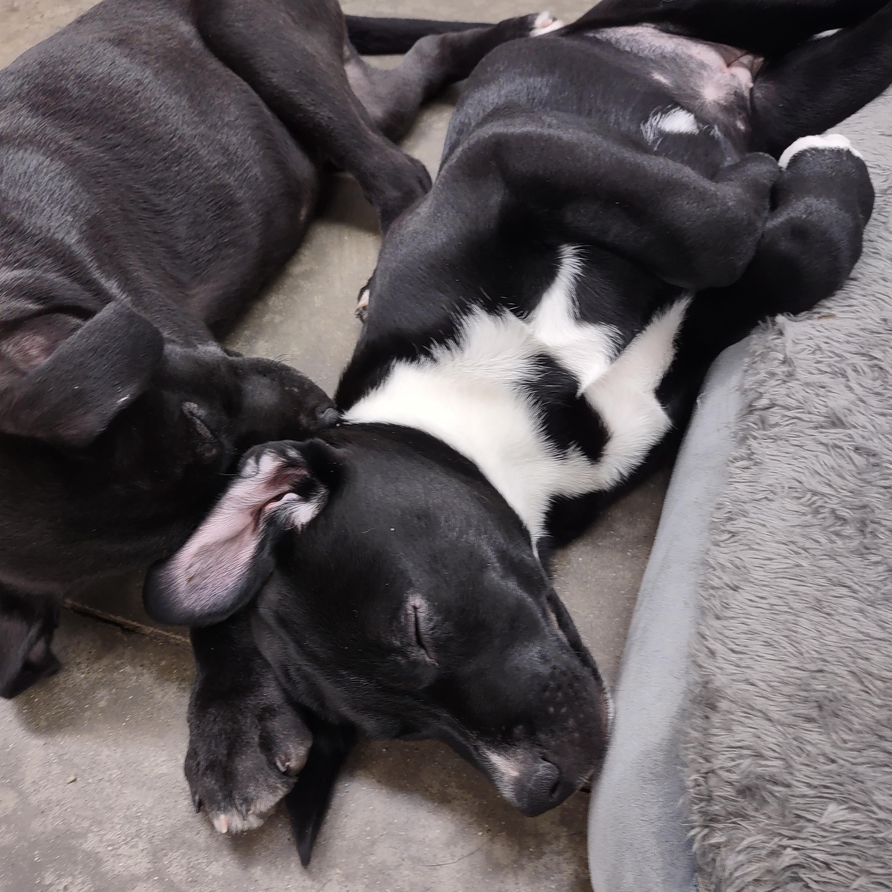Enlarge Noelle, a Adoptable mixed breed in Lake Odessa, MI image 5/6