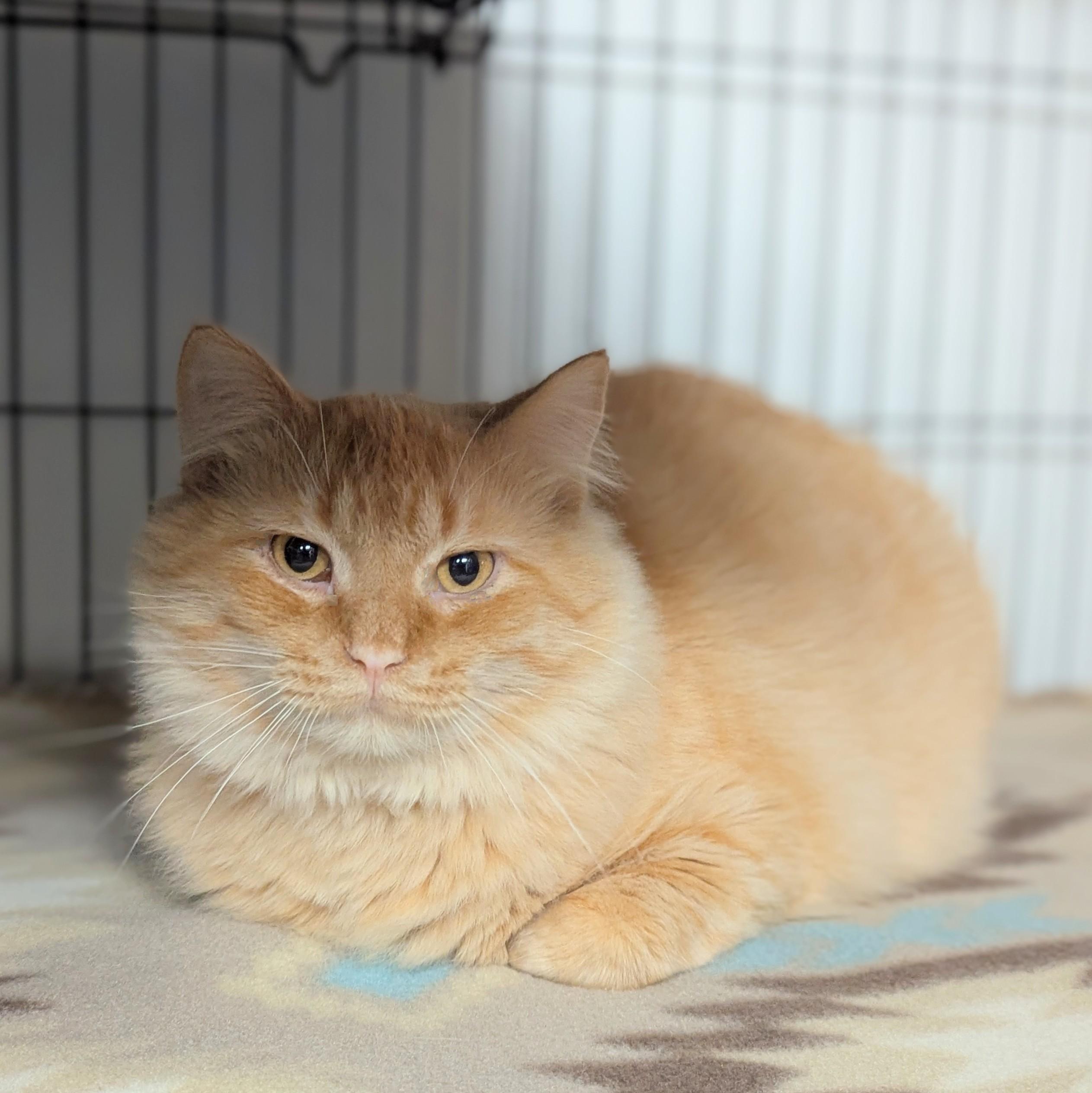 Simba, an adoptable Domestic Long Hair in Little Falls, MN, 56345 | Photo Image 1