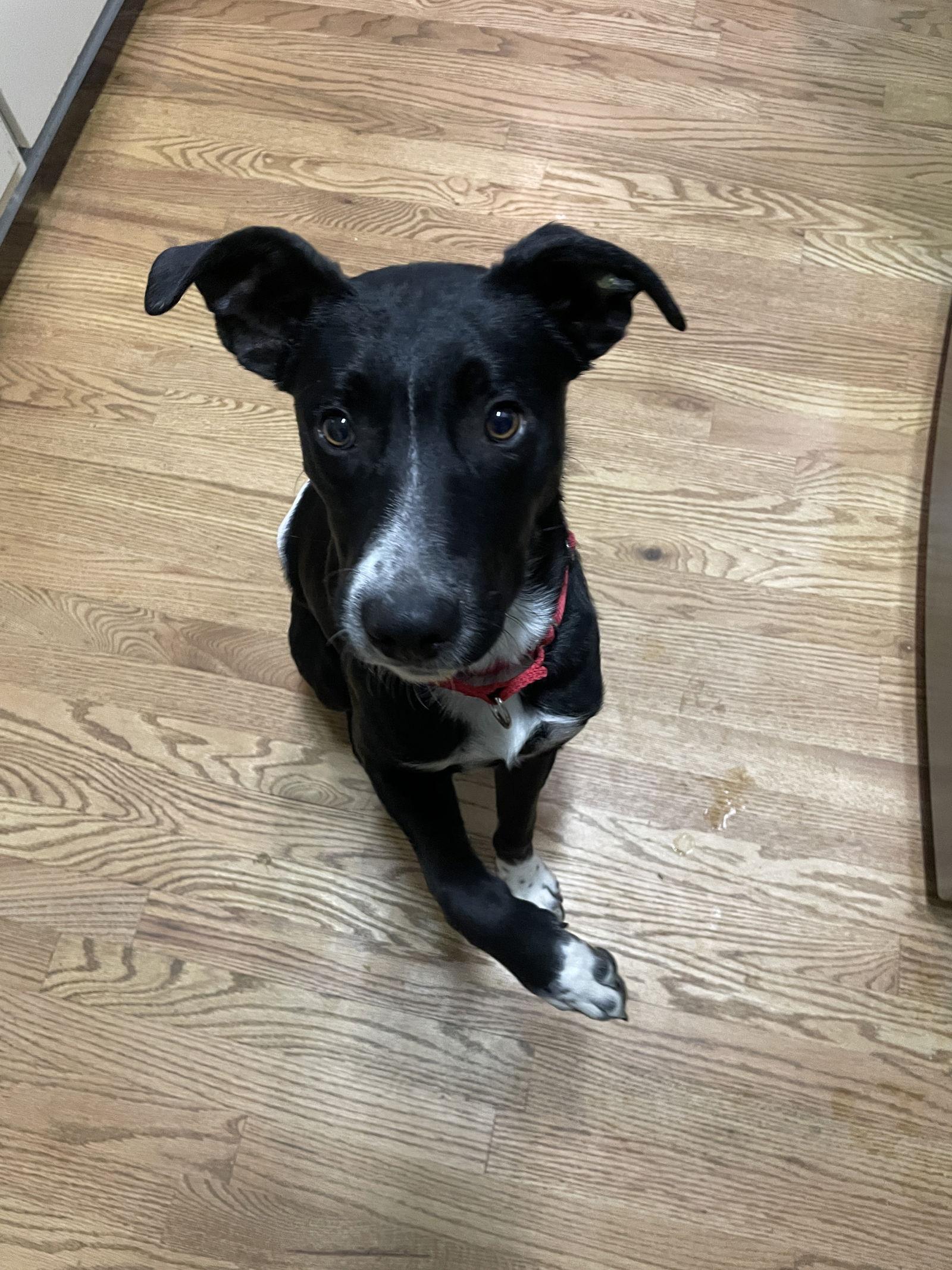 Enlarge Scout, a Adoptable Greyhound in Kansas City, MO image 1/1