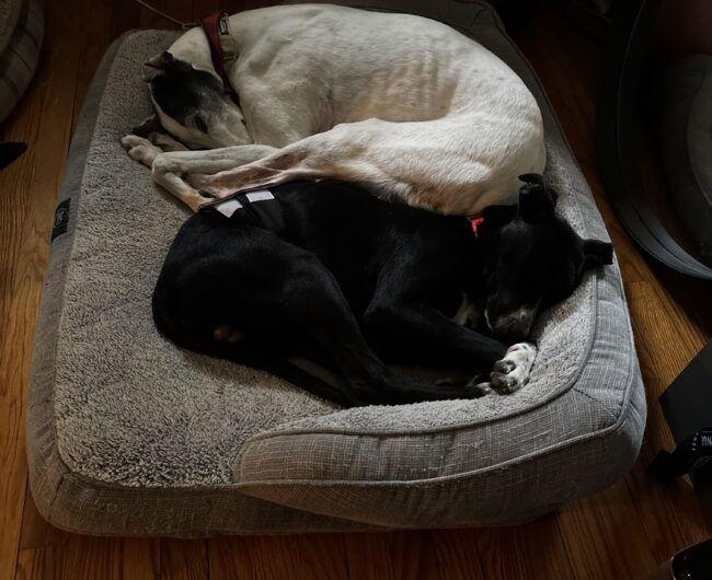 Enlarge Scout, a Adopted Greyhound in Kansas City, MO image 3/3