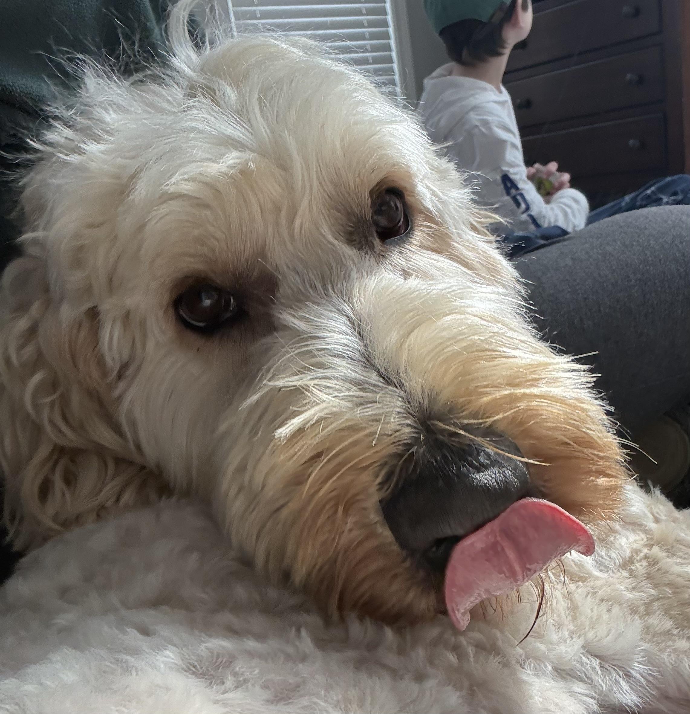 Biscuit - ADOPTION PENDING  , adopted, Adult Female Goldendoodle.