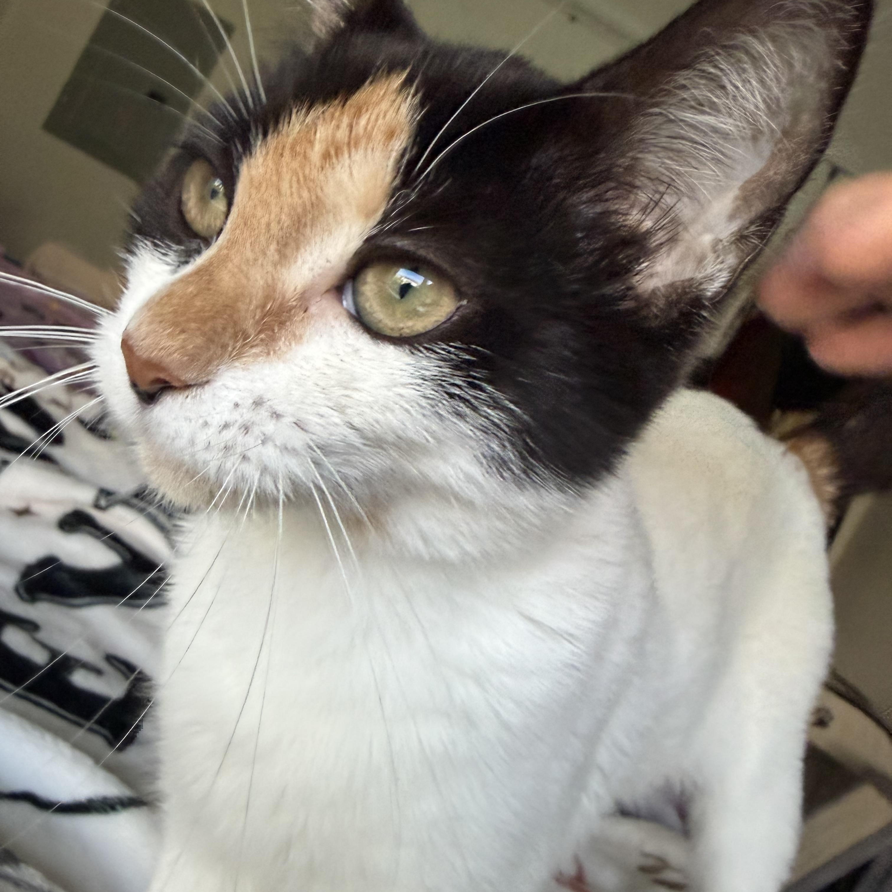 Enlarge tinker bell, a Adoptable Domestic Short Hair in Leland, NC image 6/6